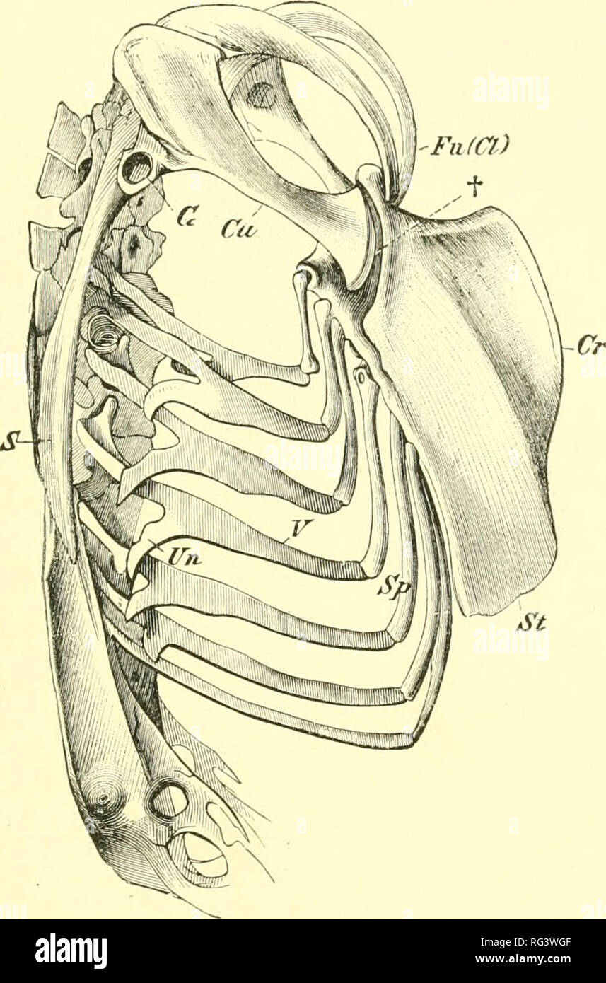 The Cambridge Natural History Zoology Skeleton Birds And