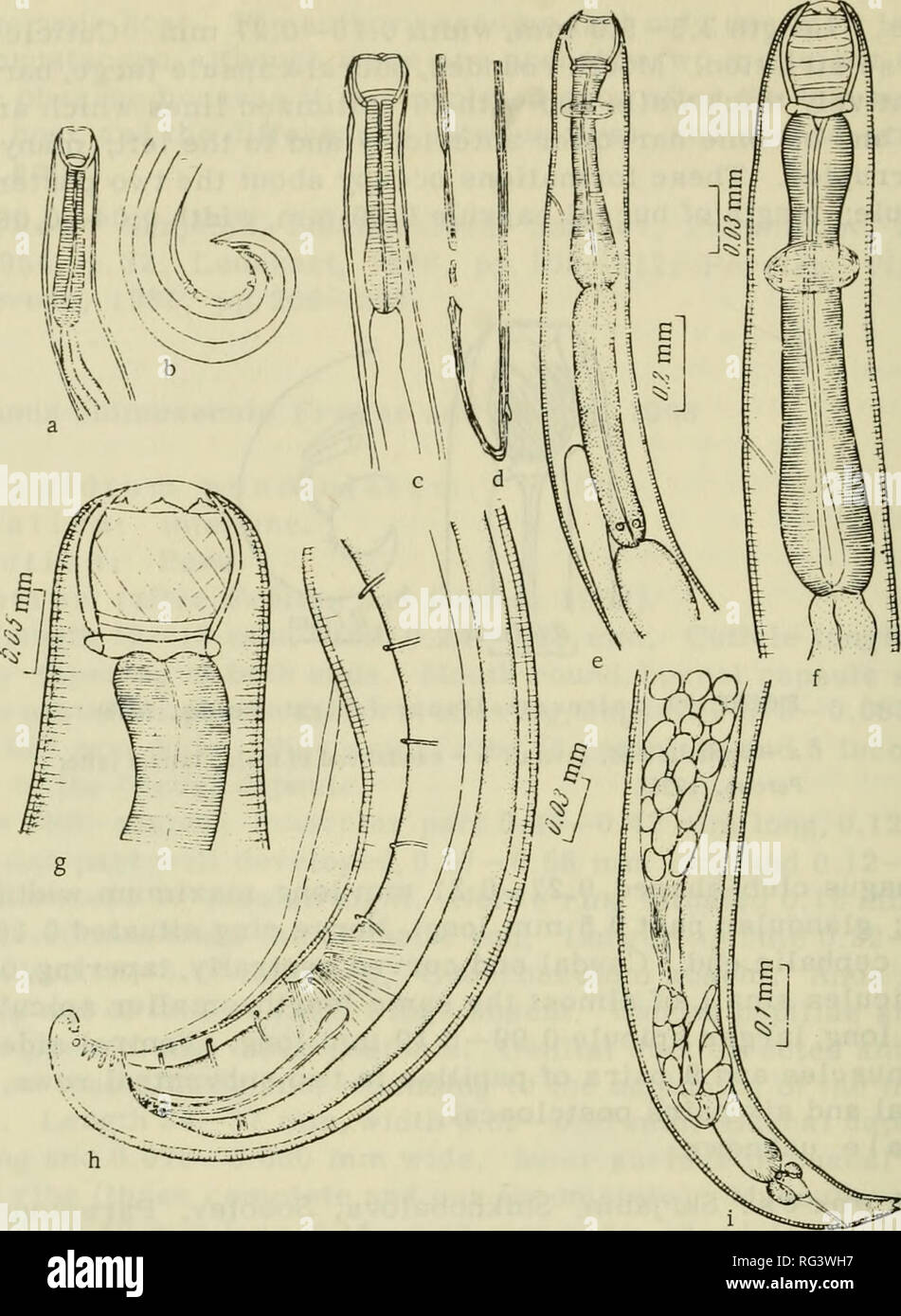 Camallanata Of Animals And Man And Diseases Caused By Them Kamallanaty Zhivotnykh I Cheloveka I Vyzyvaemye Ime Zabolevaniya Helminths Worms As Carriers Of Disease 1 Figure No Spiroca Mallanus F U