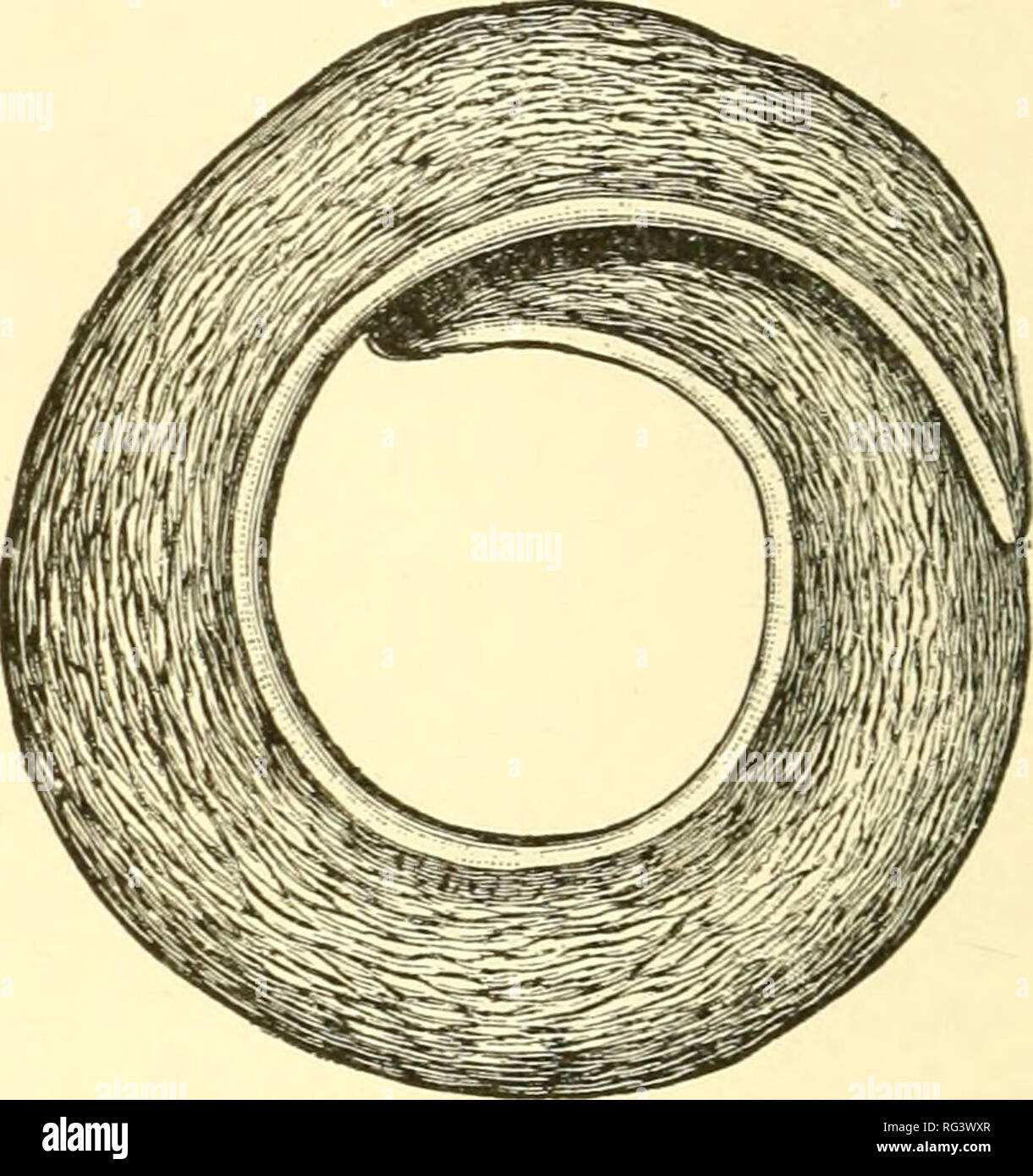 Nassa reticulata hi-res stock photography and images - Alamy