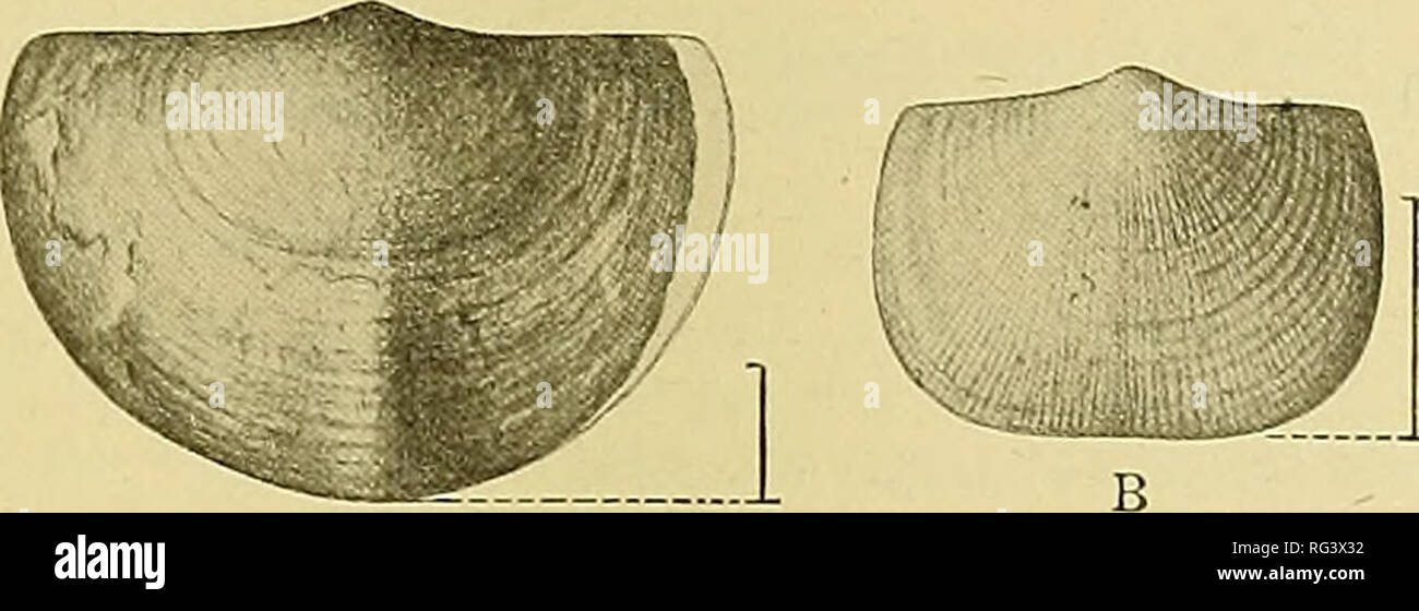 Orthis Shell . Cambrian Brachiopoda. Brachiopoda, Fossil. BILLINGSELLID^. 783 Orthis ...