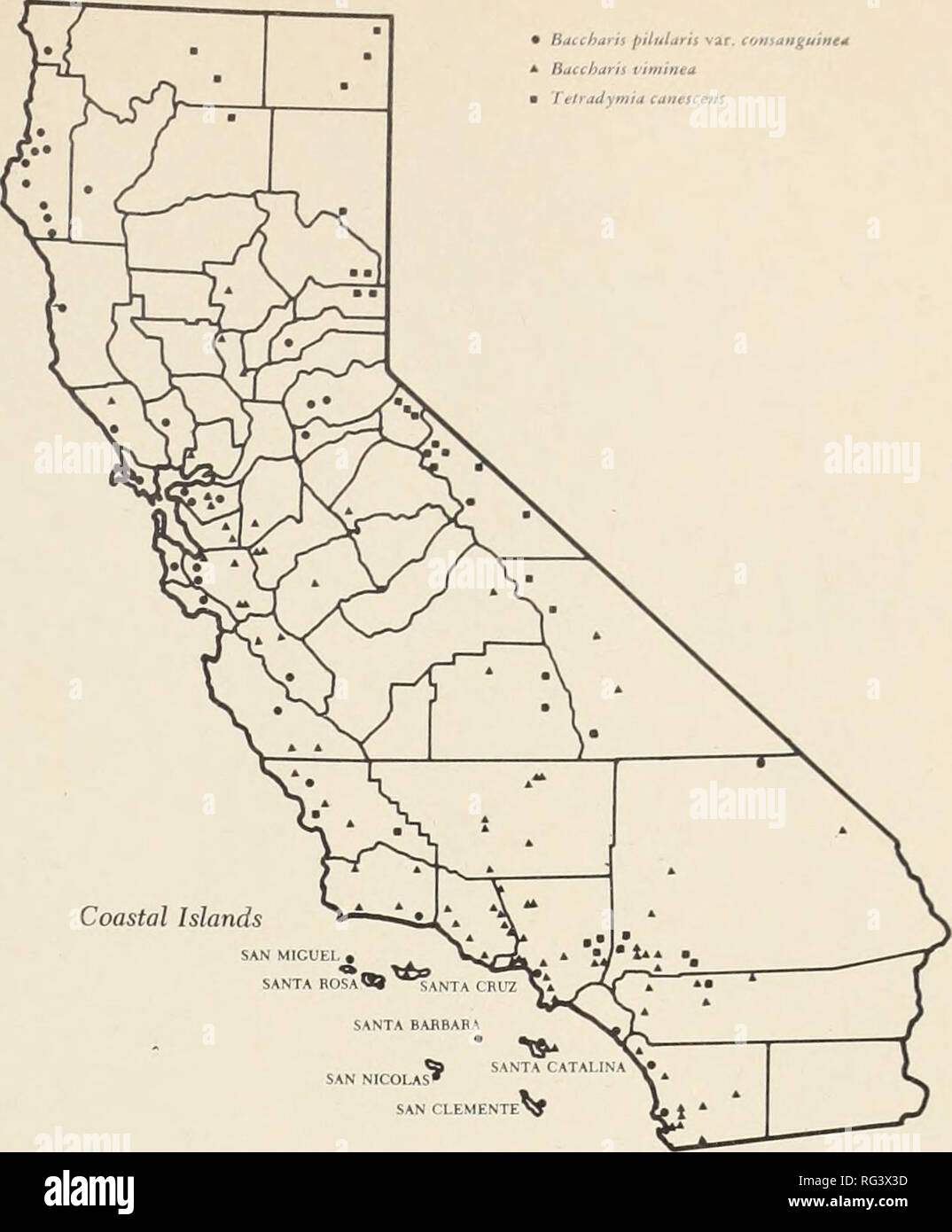 . California range brushlands and browse plants. Browse (Animal food); Brush; Forage plants. Chaparral broom {Baccharis pilularis var. consanguinea). Although this plant is low in palatabilitv it provides some useful browse for all do- mestic livestock and for deer. Unfortunately it tends to encroach on grasslands where it may measurably lower the grazing capacity. It is readily destroyed by hormone sprays. destroy the sprouts and seedlings, is also effective in maintaining an open grass cover. Browse rating. Fair to poor for sheep and goats; poor to useless for cattle and deer; and useless fo Stock Photo