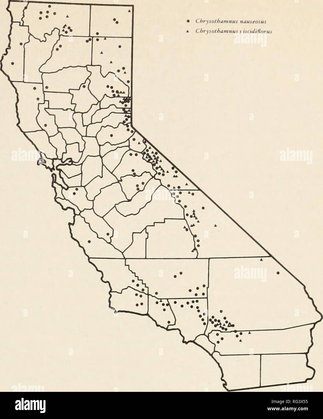 . California range brushlands and browse plants. Browse (Animal food); Brush; Forage plants. Distribution of rubber rabbitbrush (Chrysothamnus nauseosus) and rabbitbrush (Chrysothammis viscidiflorus). like hairs. Leaves thread-like or broadly linear, % inch to 2M inches long, usually hairy. Flower heads in terminal rounded or conical clusters. Involucral bracts usually 20 to 25; flowers commonly 5 to 6. Achenes 5-angled, smooth or covered with long hairs. This species is highly variable, some 11 varieties being recognized in Cali- fornia. Distribution (map on this page). Rubber rabbitbrush and Stock Photo