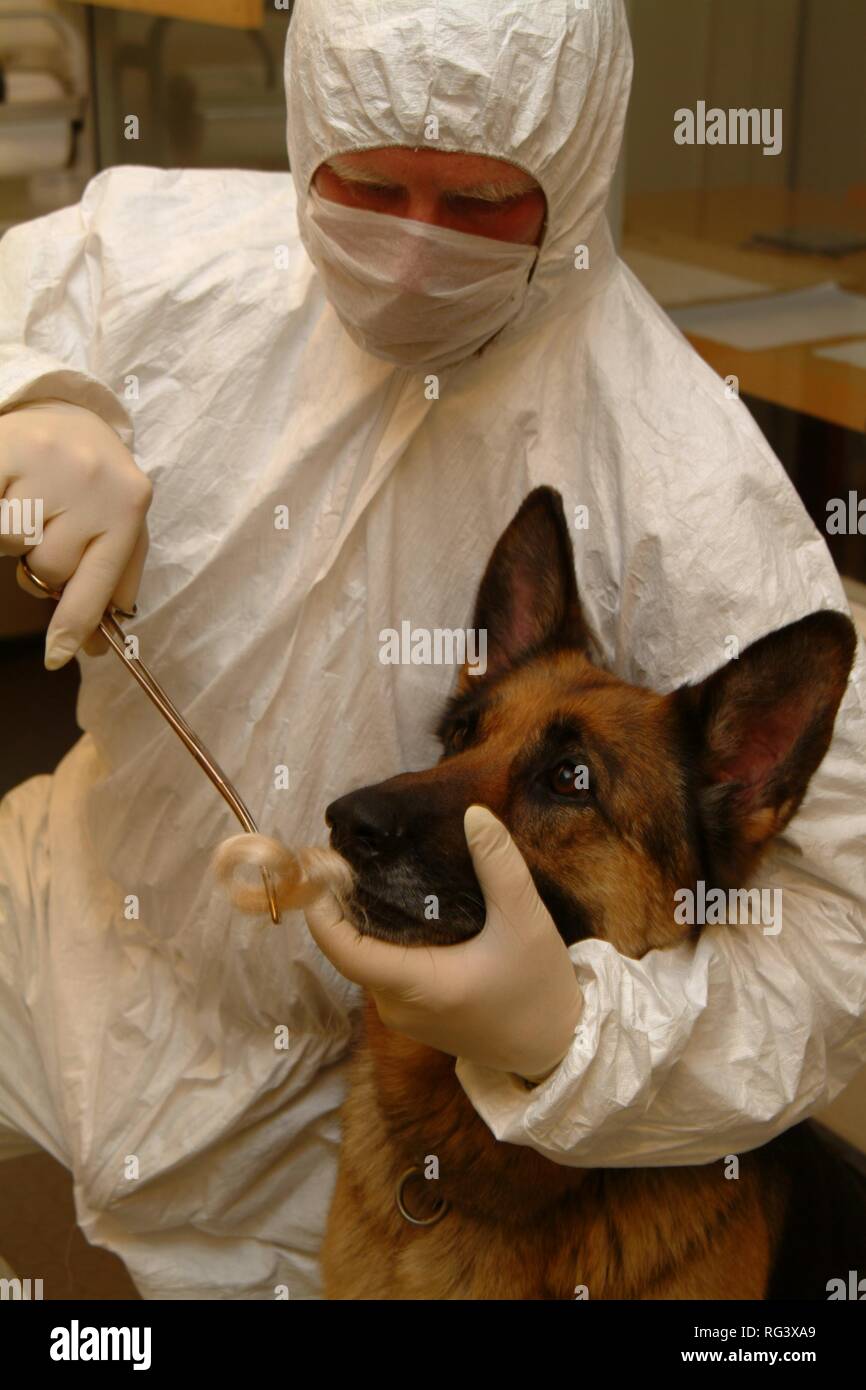 DEU, Germany, NRW: Police dogs can find out the smell of a criminal at a crime szene and compare it with the smell of a Stock Photo