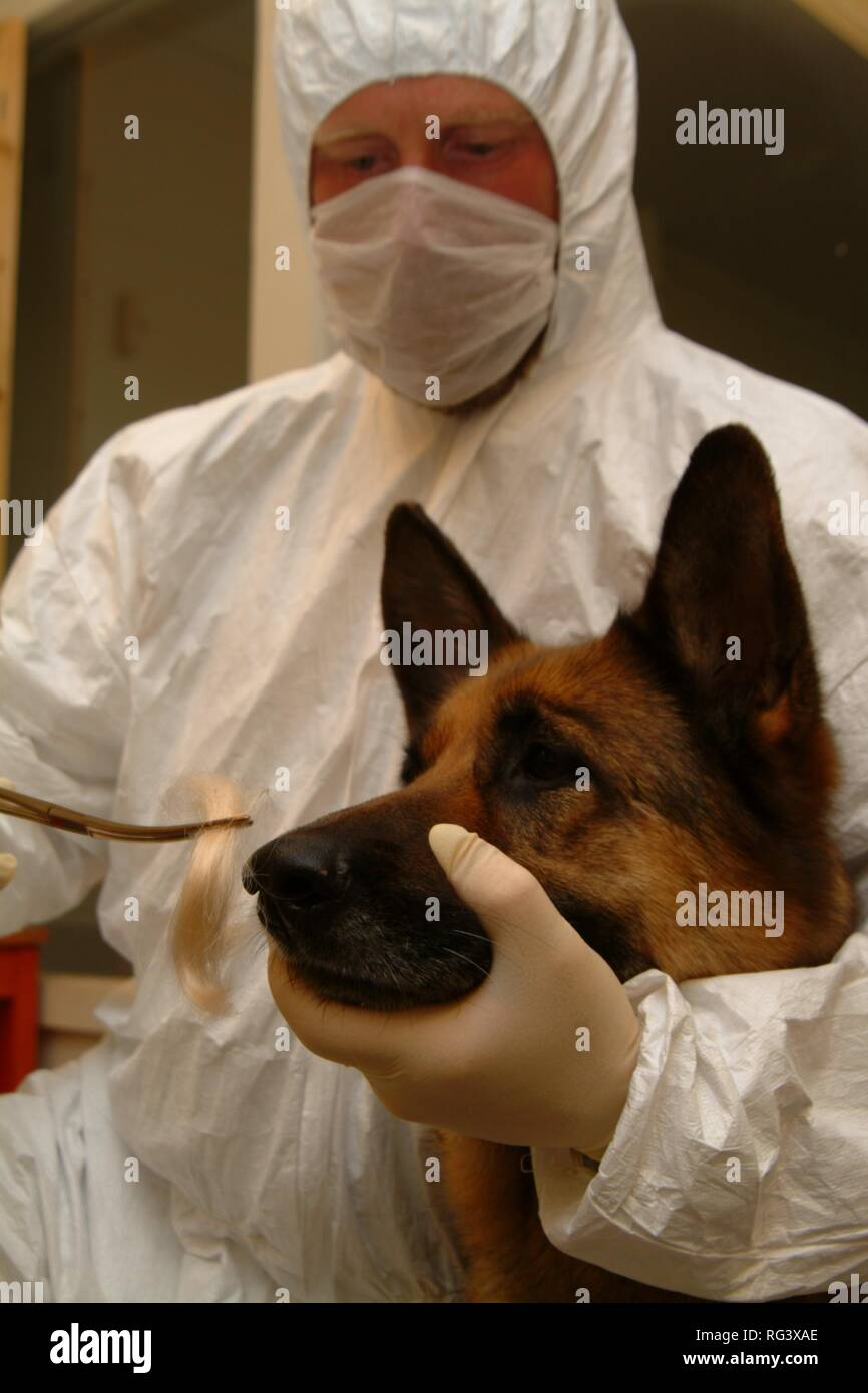 DEU, Germany, NRW: Police dogs can find out the smell of a criminal at a crime szene and compare it with the smell of a Stock Photo