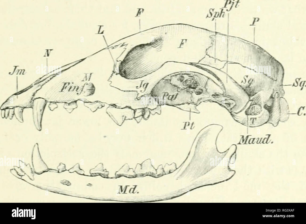 . The Cambridge natural history. Zoology. SKULL OF .^^M^Lâ VL.S AND REl'TILES particularly conspicuous in the Whales and in the Edentates. In the former group the occurrence of the first interceutrum serves to mark the separation of the caudal from the lumbar series. The number of caudals varies from three in Manâand those quite rudimentaryâto nearly fifty in Manis macrura and Micro- gale Ji&gt;nilirii inh'fn. The Skull.âThe skull in the Mammalia difiers from that of the lower Yertebrata in a number of important features, which will be enumerated in the follo^vin(T brief sketch uf its structu Stock Photo
