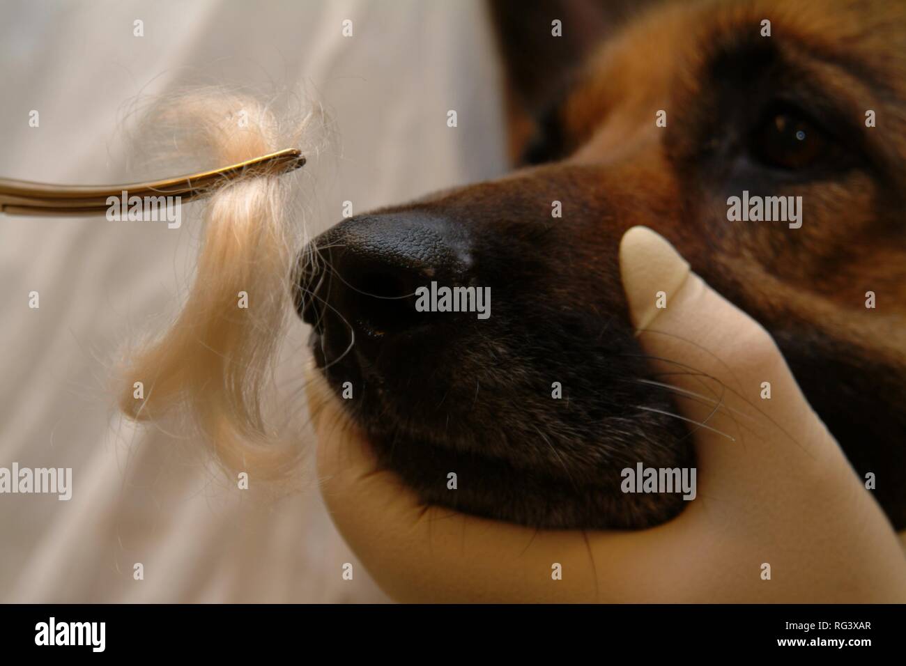 DEU, Germany, NRW: Police dogs can find out the smell of a criminal at a crime szene and compare it with the smell of a Stock Photo