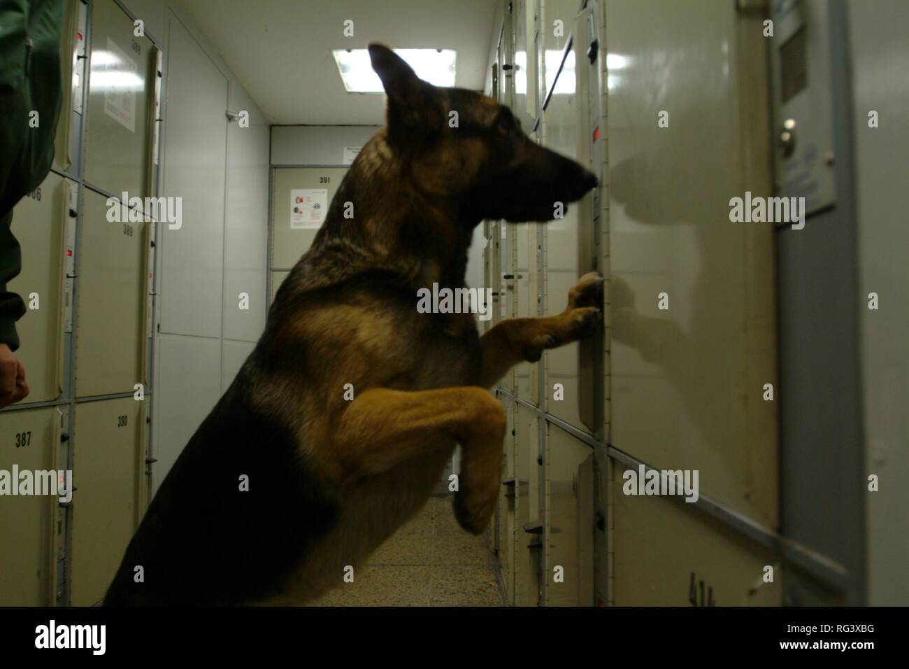 DEU, Germany, NRW: Search for explosive devices. Special dog/officer unit to detect the smell of different explosives. Police Stock Photo