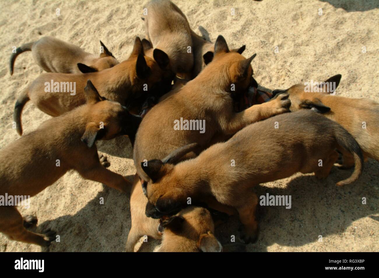 DEU, Germany, NRW:Whelps at the dog breeding at the police dog academy. Police dogs, K9 unit. Stock Photo