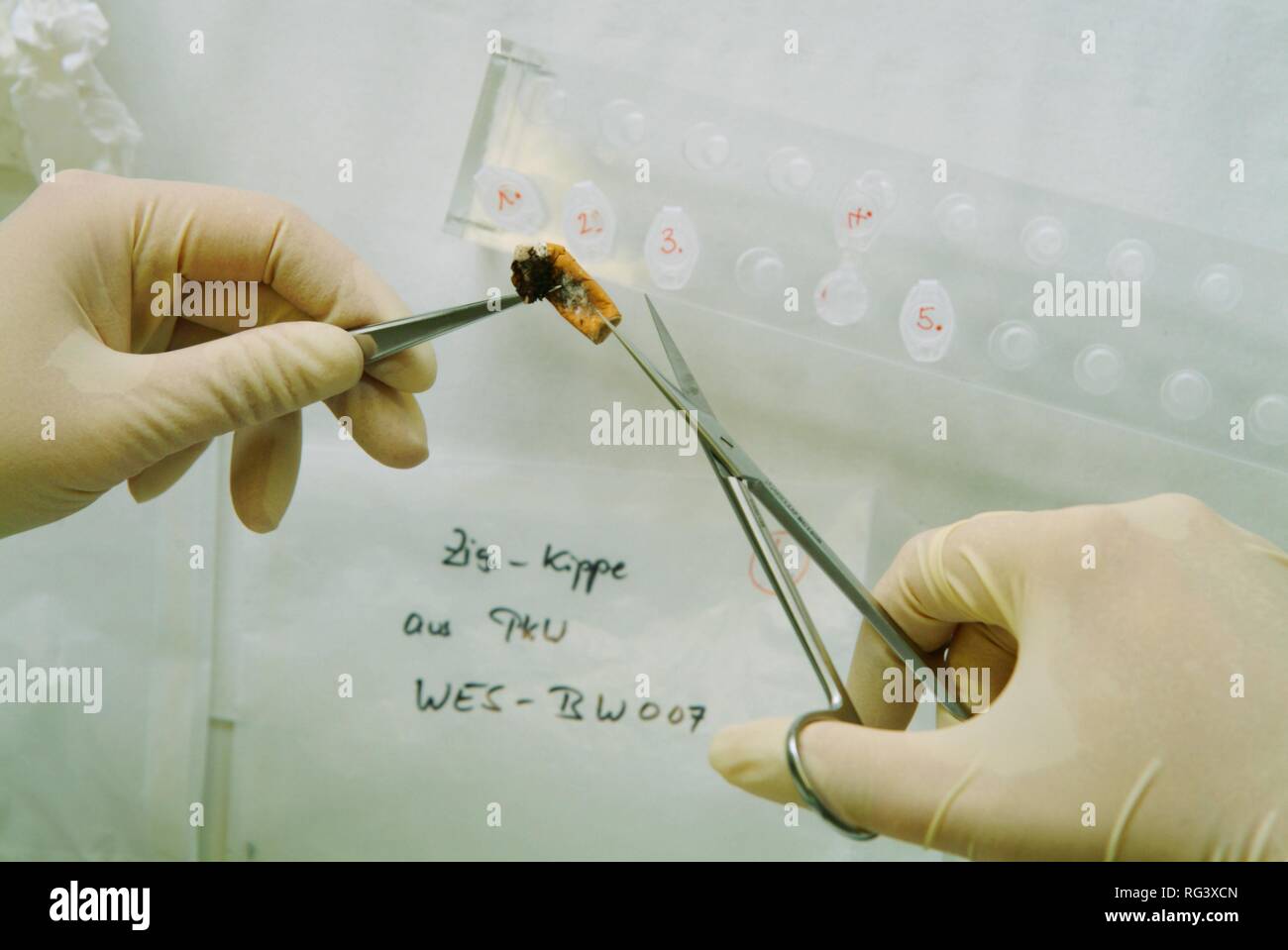 DEU, Germany, NRW: DNA analysis. A cigarette is beeing prepared for the chemical analysis of the DNA. This cigarette was found Stock Photo