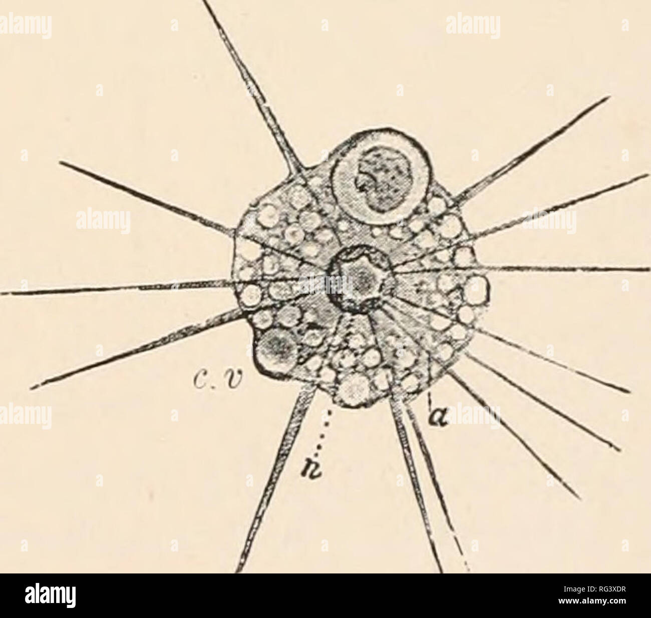 Acanthocystis hi-res stock photography and images - Alamy
