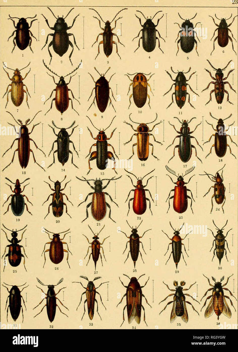 . Calwers Käferbuch; einfürhrung in die kenntnis der käfer Europas. Beetles. 1. Helops caraboides. 2. Hei. coeruleus. 3. Allecula mono. 4. Prionychus ater. 5. Mycetochara humeralis. 6. Omophlus lepturoides. 7. Cteniopus sulphureus. 8. Oonodera ceramboides, 9. Orchesia micans. 10. Hallo- menus binotatus. 11. Dircaea australis. 12. Hypulus bifasciatus. 13. Serropalpus barbatus. 14. Melandrya car.iboides. 15. Osphya bipunctata cf. 16. O. bipunctata J. 17. Pytho depressus. IS. Sphaeriestes castaneus. 19. Rhinosimus nificoUis. 20. Agnathus decoratus. 21. Lagria hirta. 22. Pyrochroa coccinea. 23. Py Stock Photo