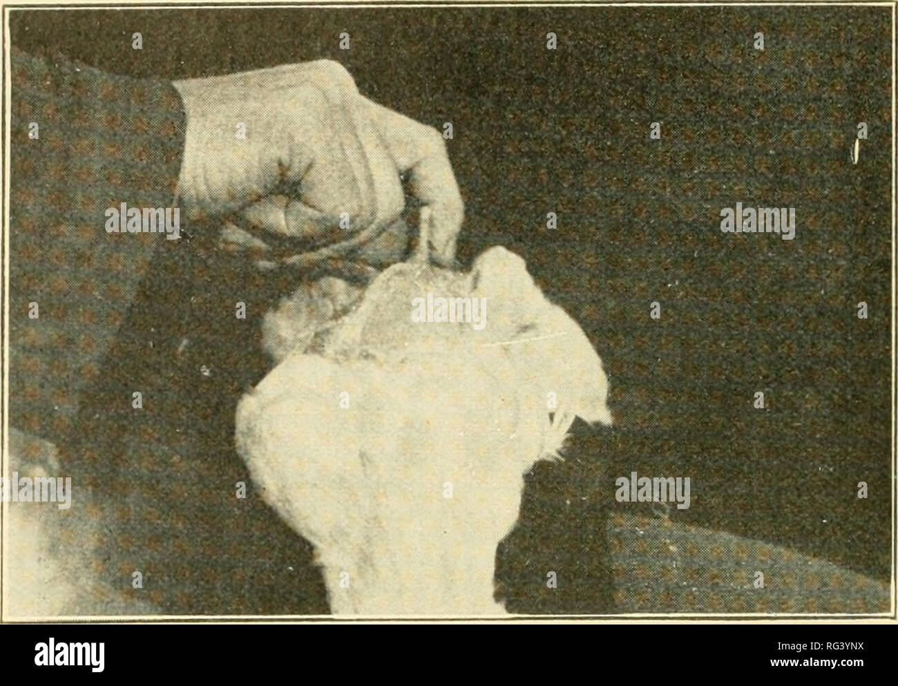 . The call of the hen; or, The science of selecting and breeding poultry for egg-production. Poultry. 46 THE CALL OF THE HEN.. Fig. 22—Showing hen three fingers out of condition. This hen would be three fingers less in abdominal depth than when in good condition.. Please note that these images are extracted from scanned page images that may have been digitally enhanced for readability - coloration and appearance of these illustrations may not perfectly resemble the original work.. Hogan, Walter, d. 1921; Quisenberry, T. E. (Thomas E. ), 1875-; American Poultry School. Kansas City, Mo. , Americ Stock Photo
