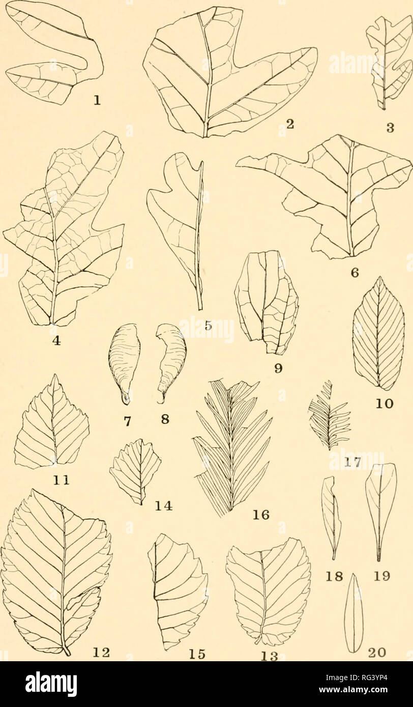 . Calvert county. Geology. MARYLAND GEOLOGICAL SURVEY. CALVERT COUNTY, PLATE VI.. CIl.XUACTERISTIC FOSSIL PLANTS FROM THE PLEISTOCENE OF CALVERT COUNTY, 1-6. QuERcrs PSEUDO-ALBA HolHck. 7, 8. .Acer sp. ? Ilollick. 9. Celtis rsEi'Do-cRASSifolia Ilollick. lo. Carpinl'S pseudo-caroliniana Ilollick. 11-13. Ulmus pseudo-racemosa Hollick. 14, 15. Plan ERA ungeri Ett. 16, 17. Seqioia ANGUSTiFOLiA Lesq. 18, 19. BfMELIA PSELOO-LANL'GINOSA HolHck. 20. Cassia sp. ? Hollick.. Please note that these images are extracted from scanned page images that may have been digitally enhanced for readability - colora Stock Photo