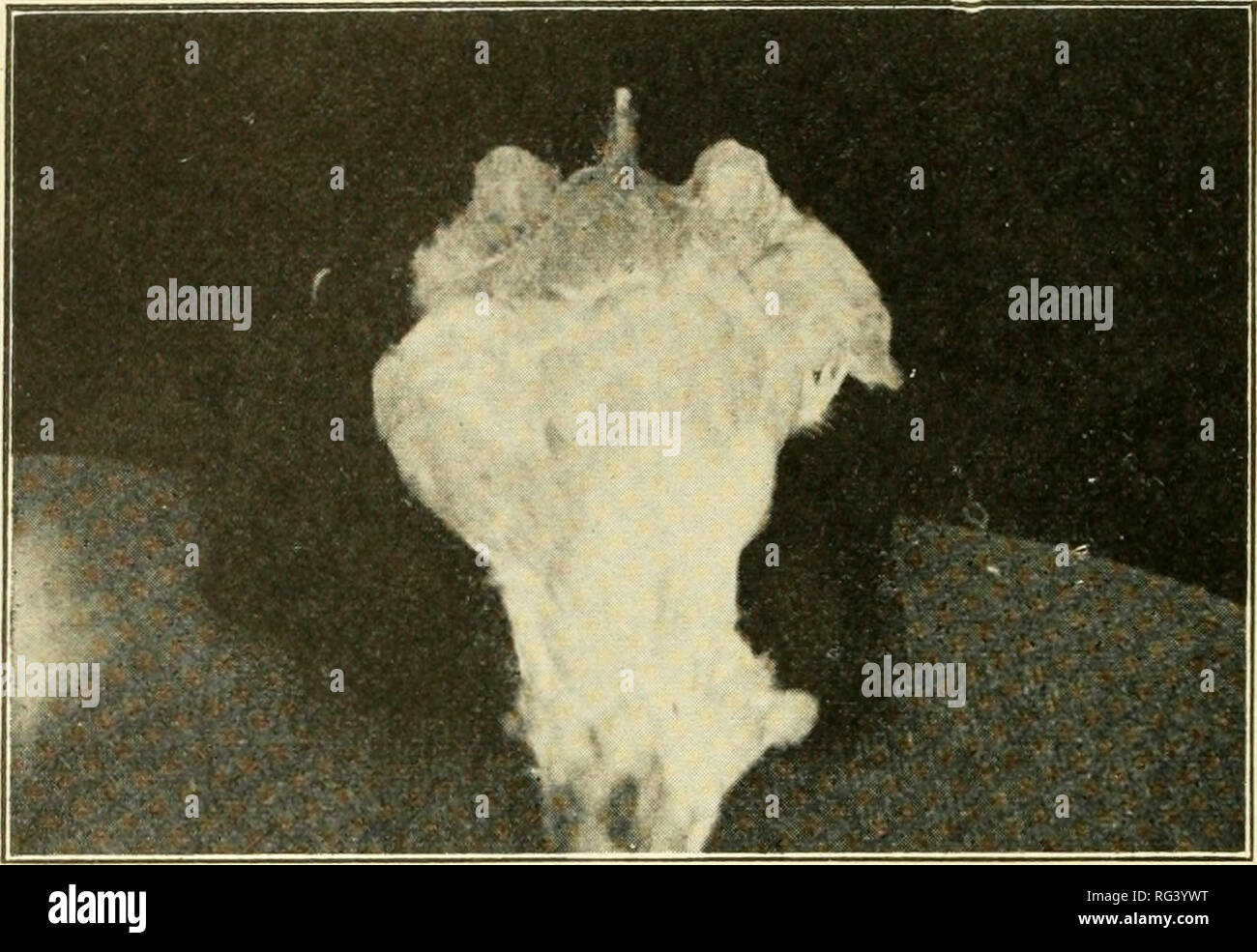 . The call of the hen; or, The science of selecting and breeding poultry for egg-production. Poultry. 44 THE CALL OF THE HEN.. Fig. 18—Showing hen in very poor condition. The feathers being plucked away shows the actual condition of the flesh. We call a hen in this condition &quot;three fingers out of condition,&quot; which indicates that her abdomen has shrunken up three fingers. If she now has a capacity of one finger, when in good condition she would be four fingers abdomen; if she has a capacity of two fingers now, she would have five fingers capacity when in good condition. Fig. 20 is som Stock Photo