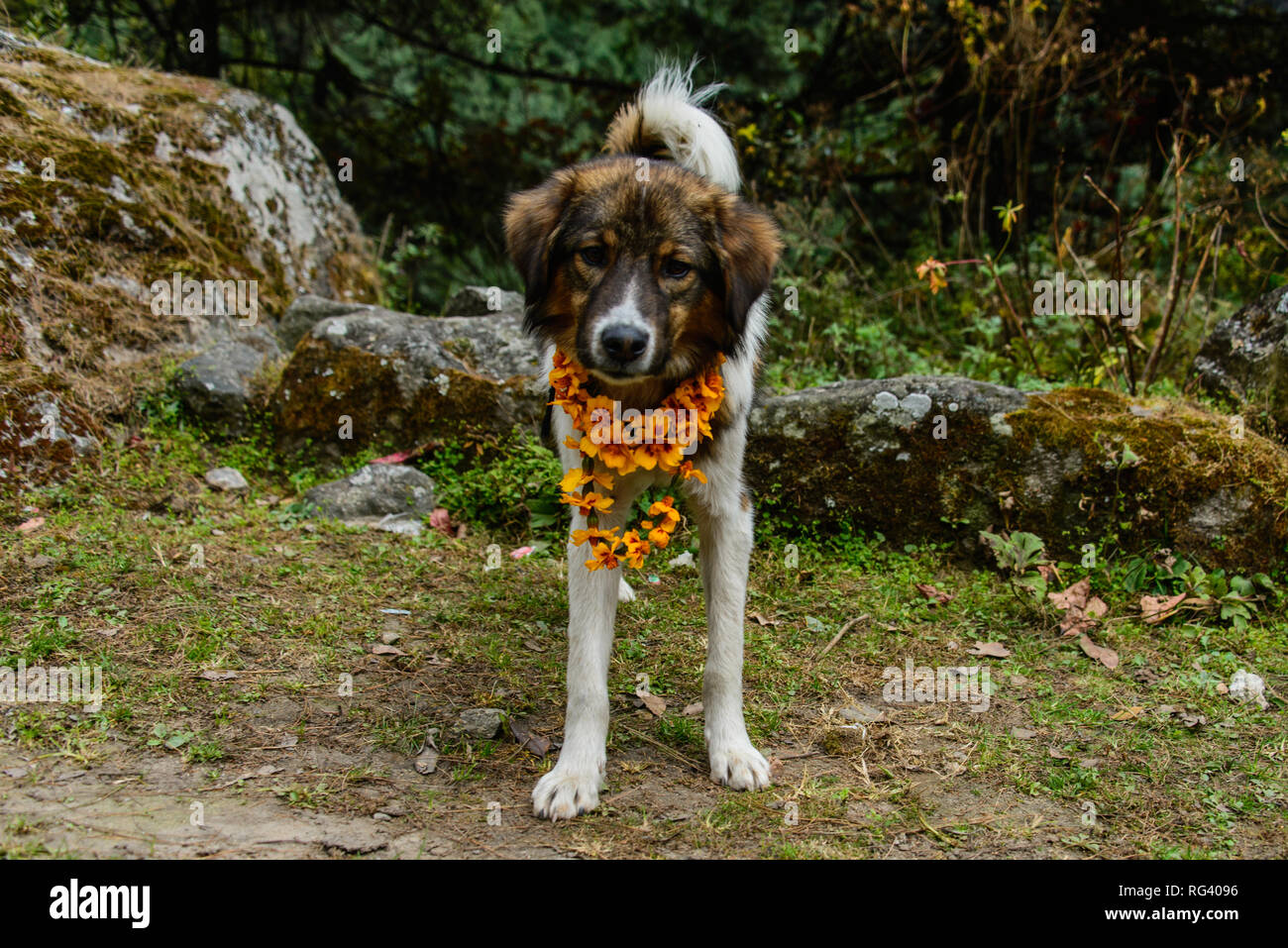 Dog in Nepal Stock Photo Alamy