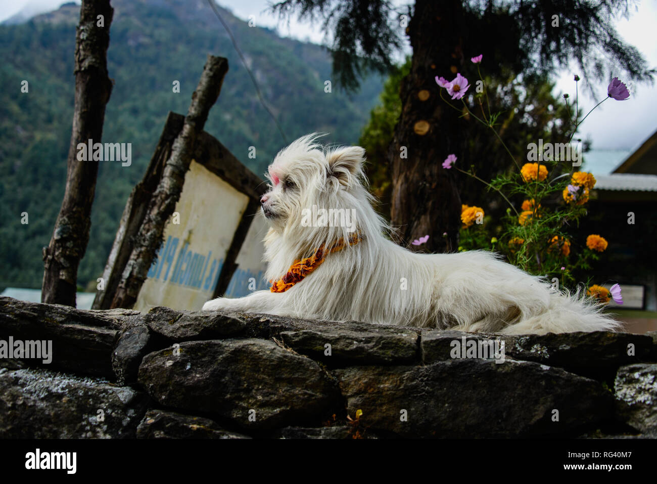Dog in Nepal Stock Photo Alamy