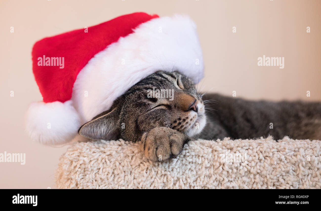 A sweet photo of a cat napping with a Santa hat. Stock Photo
