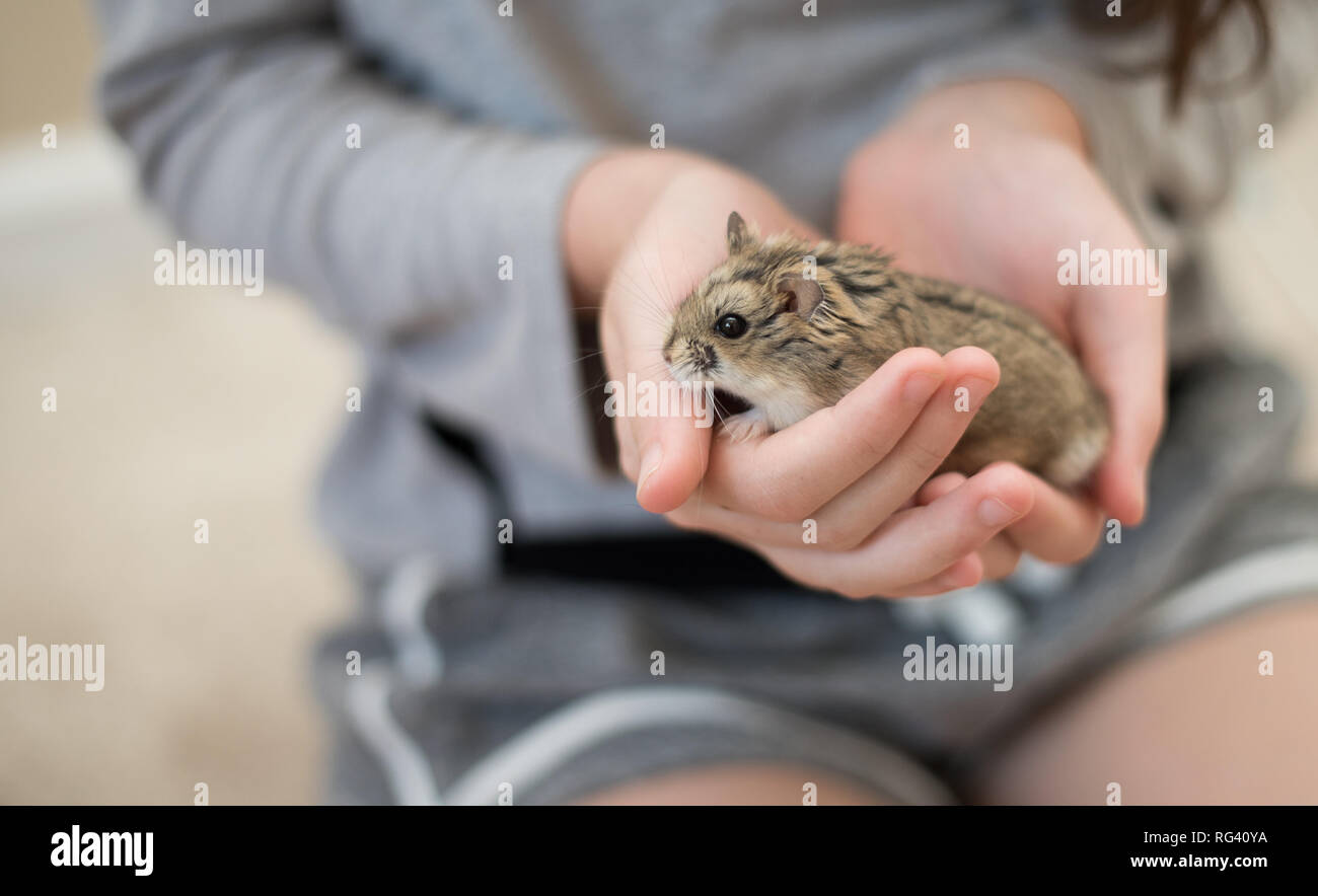 A girl gently holding an adorable hamster in her hands. Stock Photo