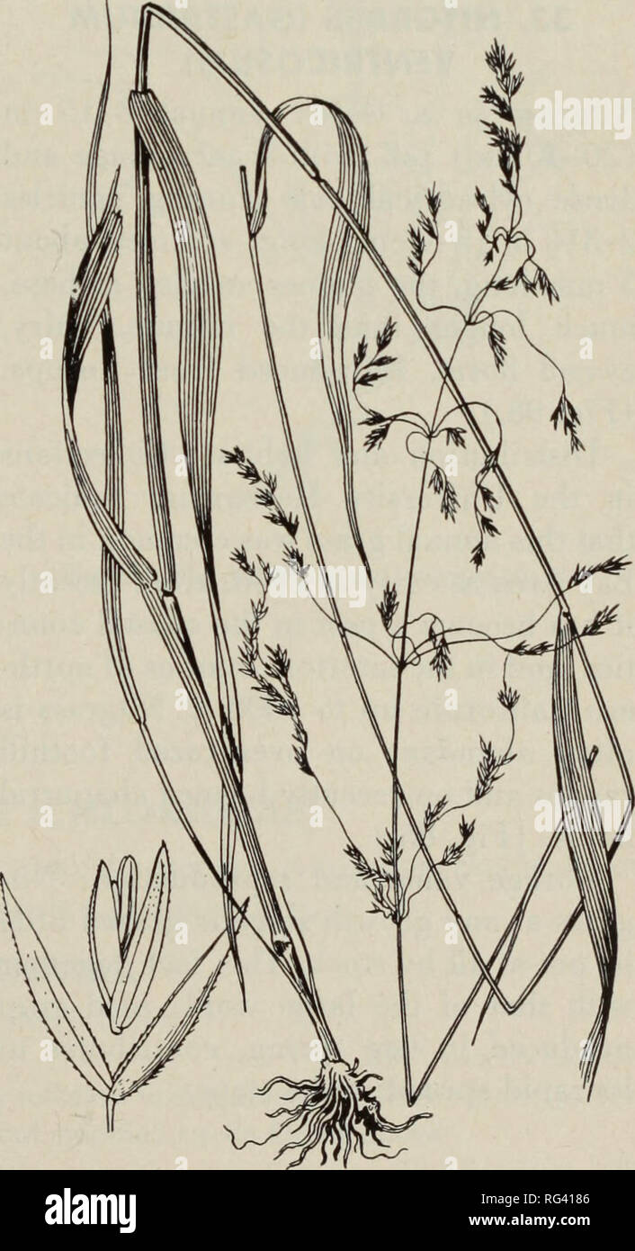 . California grasslands and range forage grasses. Grasses; Forage plants. Fig. 96. Prairie threeawn (Aristida oligantha). rigid ascending or spreading culms 1-2 ft (30-60 cm) long, and long blades; panicle Vs-1/^ the entire length of the plant, the branches stiffly spreading; spikelets appressed to the branches, glumes 1-1.2 cm long, the lemma nearly equal; awns not widely spreading, mostly about 2 cm long, the lateral a little shorter than the central. Distribution and habitat: Formerly in- cluded in spreading threeawn (Aristida divaricata), Arizona threeawn is a deep- rooted perennial which  Stock Photo