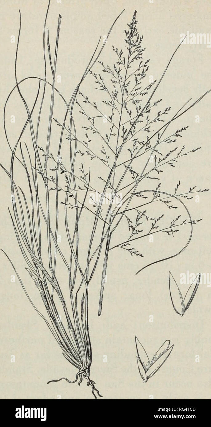 California Grasslands And Range Forage Grasses Grasses Forage california-grasslands-and-range-forage-grasses-grasses-forage