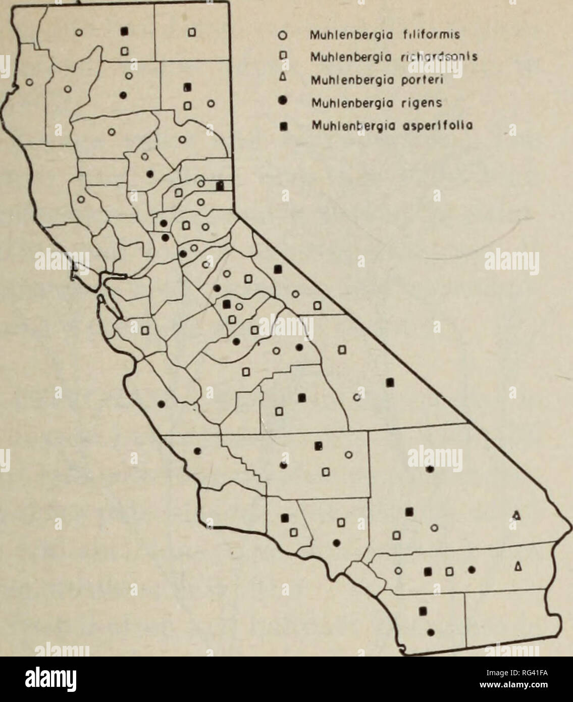 . California grasslands and range forage grasses. Grasses; Forage plants. Muhlenbergio filiformis Muhlenbergia richord6onlj Muhlenbergio porteri Muhlenbergio ngens Muhlenbergia otperlfolla. Fig. 88. Distribution of muhlygrasses (Muhlenbergia spp.). and several species are found in the high Sierras and in northern California. They seldom grow in pure stands and are usually scattered over a wide variety of life zones and soils. For example, in the desert areas muhlies frequently occur on light sandy soils, but sometimes grow in mountain meadows on deep, heavy adobe soils. Some species grow in da Stock Photo