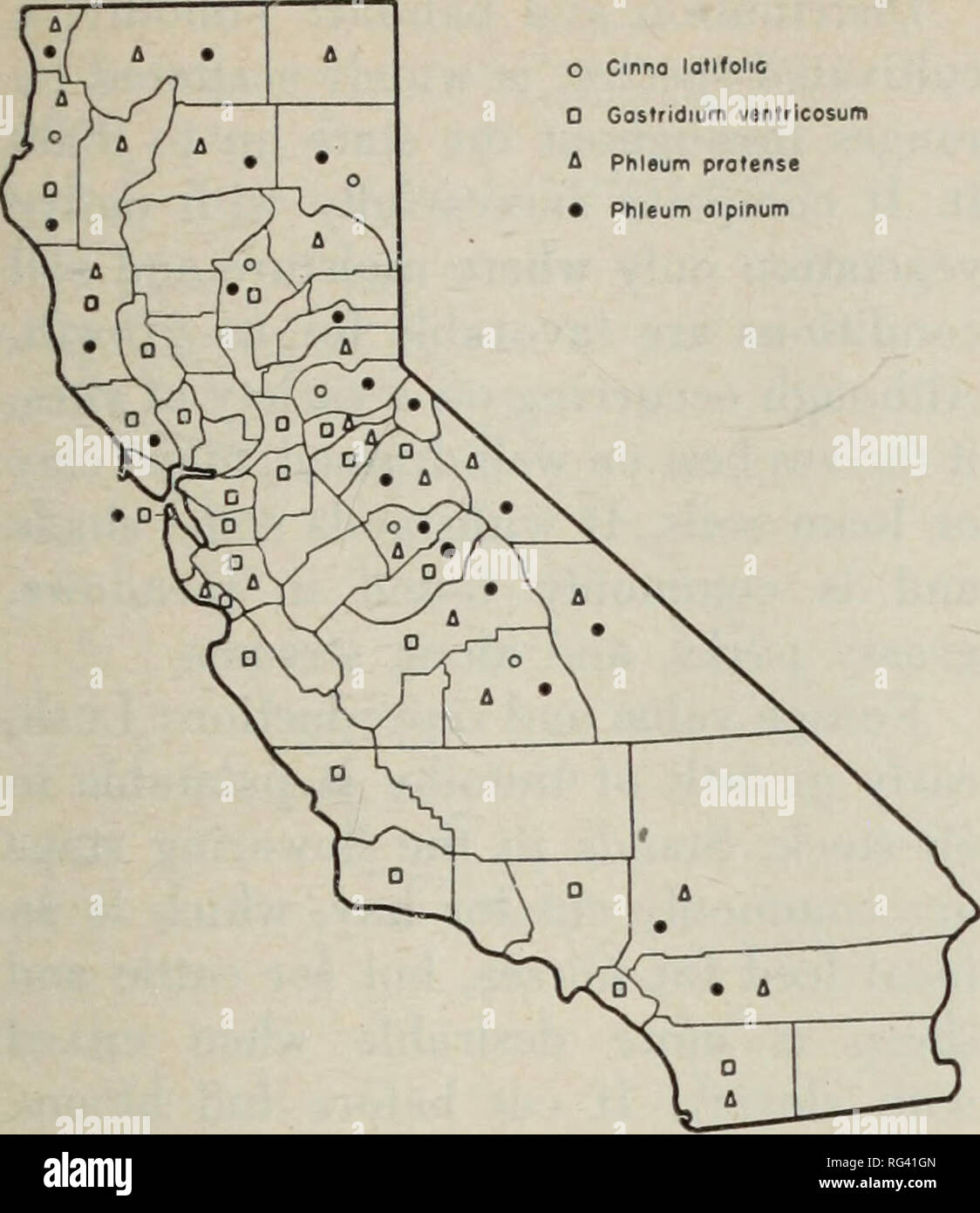 . California grasslands and range forage grasses. Grasses; Forage plants. Fig. 85. Distribution of common timothy (Phleum pratense), alpine timothy (P. alpinum), drooping woodreed (Cinna latifolia), and nit- grass (Gastridium ventricosum). 27. TIMOTHY {PHLEUM) Alpine timothy and common timothy are both found on California ranges. (Fig. 85.) They are densely tufted leafy peren- nials with flat blades and dense ovoid or cylindric panicles; spikelets flat, the glumes abruptly short-awned, the floret small and round. Key to Species Panicle ovoid or oblong, usually not more than twice as long as wi Stock Photo