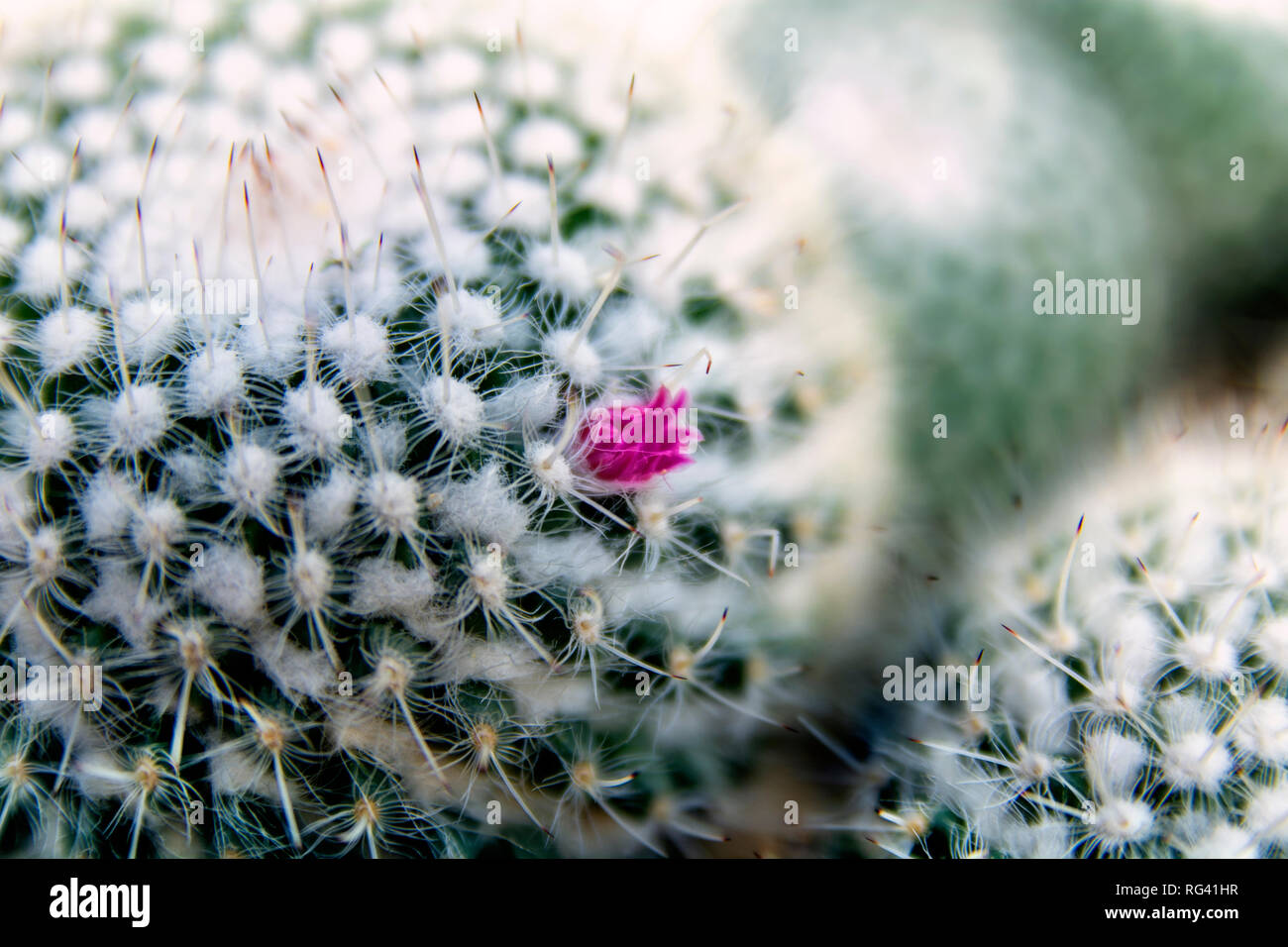 Macro photograph of a cactus Stock Photo