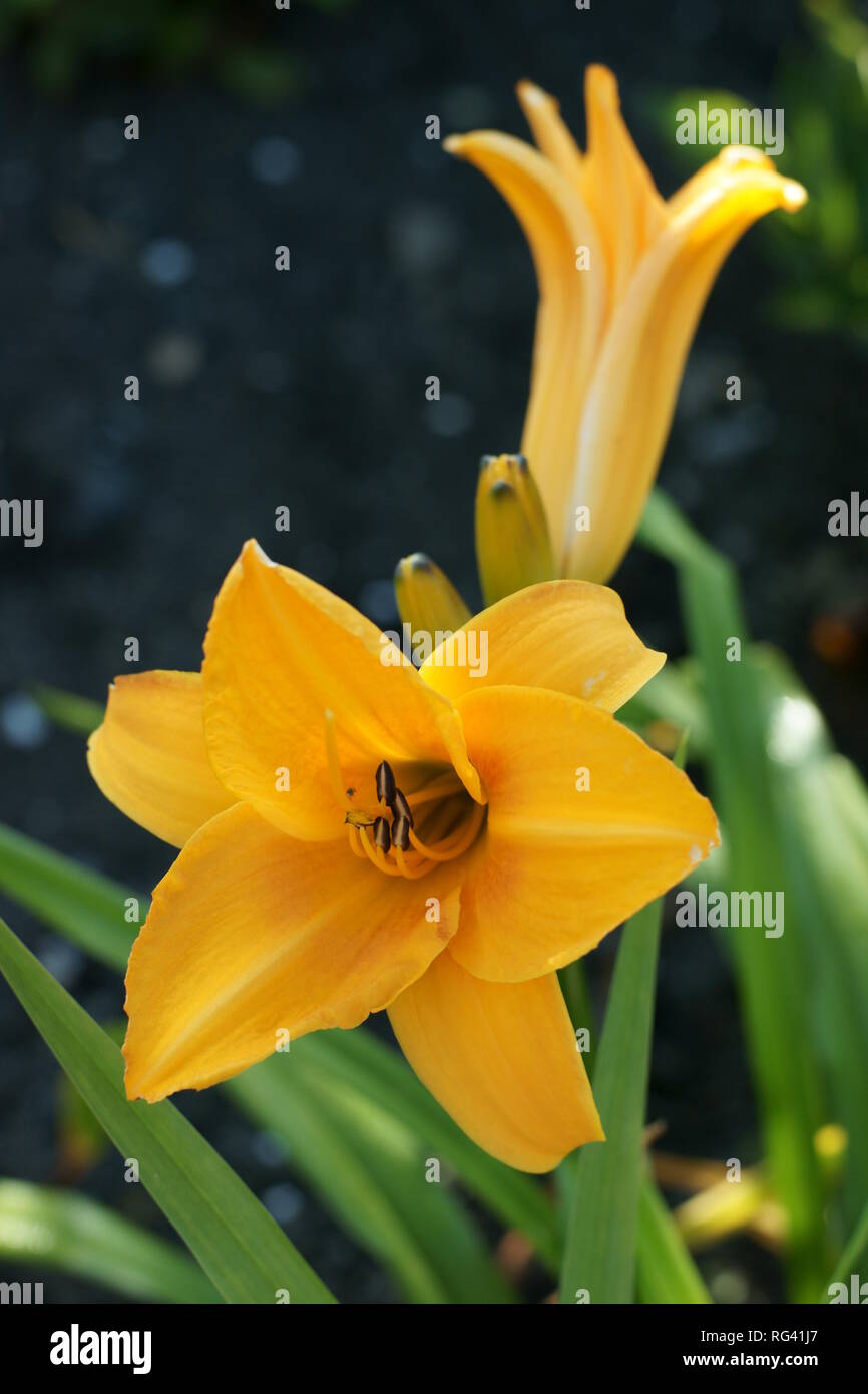 Hemerocallis 'Chicago Sunrise' Stock Photo