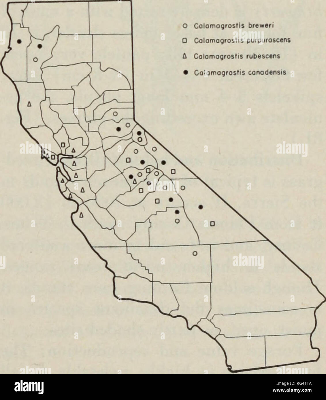. California grasslands and range forage grasses. Grasses; Forage plants. Mono County northward. (Fig. 77.) The abundant basal leafage provides con- siderable forage per plant, but the stand is seldom dense. 10. LEMMON NEEDLEGRASS (Stipalem- moni) is densely tufted with mostly short subfiliform basal foliage, the culm blades to 2 mm wide; panicle narrow, mostly 10-12 cm long, pale to purplish; spikelets relatively plump, the glumes broad, the lemma fusiform. Distribution and habitat: Lemmon needlegrass grows at intermediate and high elevations on the mountains and foothills of San Diego County Stock Photo