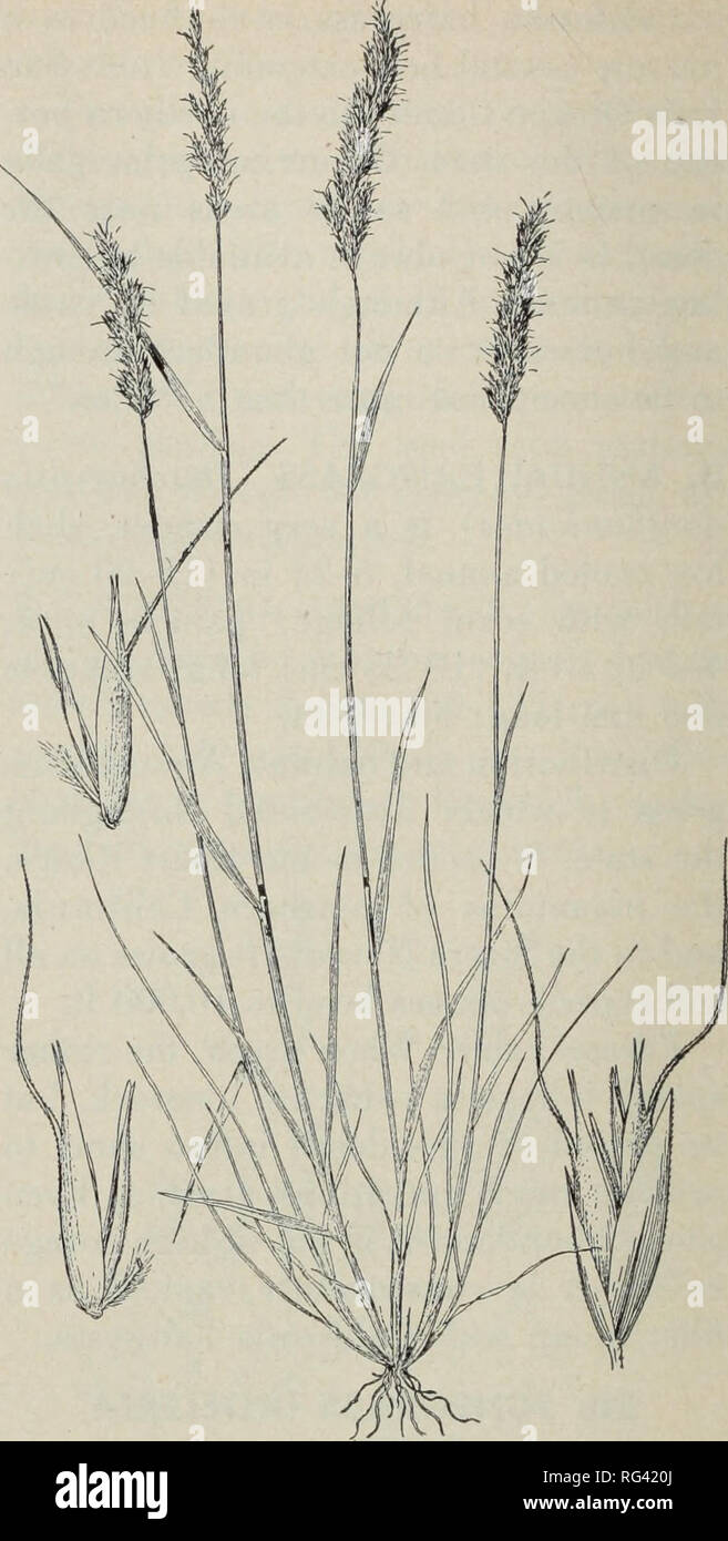 . California grasslands and range forage grasses. Grasses; Forage plants. Fig. 71. Distribution of junegrass (Koeleria cristata) and trisetums (Trisetum spp.). Fig. 72. Spike trisetum (Trisetum spicatum). Forage value and reproduction: The tender basal leafage of spike trisetum re- mains succulent throughout the season and is avidly grazed by all kinds of live- stock, even late in the autumn. At me- dium elevations the seed ripens in Au- gust, whereas at higher altitudes seed maturity continues until inclement weather arrests development. Conse- quently the viability of seed at high alti- tude Stock Photo