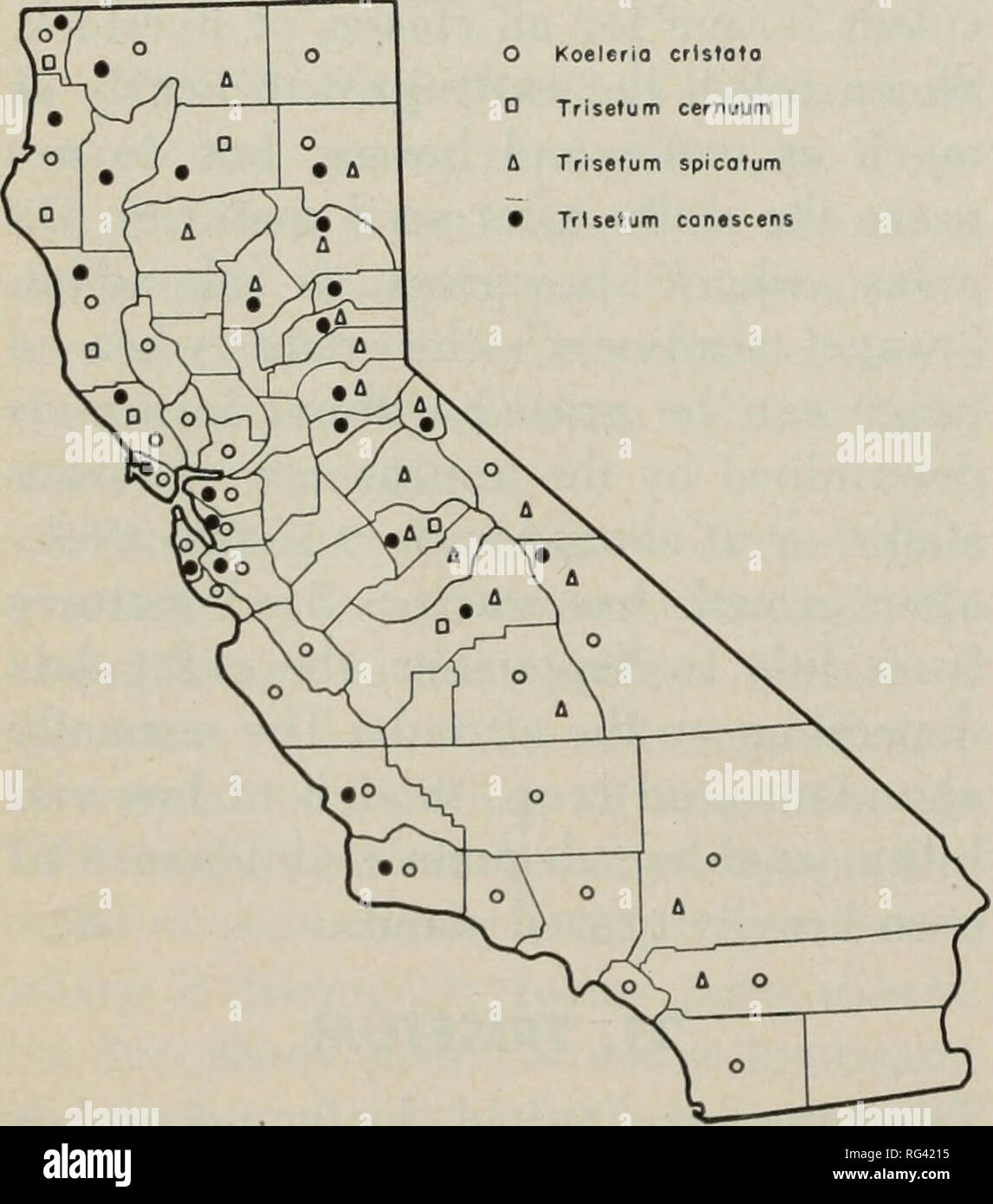 . California grasslands and range forage grasses. Grasses; Forage plants. middle. Of the five trisetums in Cali- fornia only two species—nodding trise- tum and spike trisetum—are abundant enough to be important forage produc- ers. (Fig. 71.) Key to Species Panicle dense, spikelike 1. T. spicatum Panicle loose, open and nodding Panicle relatively few-flowered, lax or droop- ing; florets distant 2. T. cernuum Panicle many-flowered; florets not distant 3. T. canescens 1. SPIKE TRISETUM (Trisetum spicatum) is densely tufted with abundant basal foliage; culms 8-20 in (20-45 cm) tall; panicle 2-4% i Stock Photo