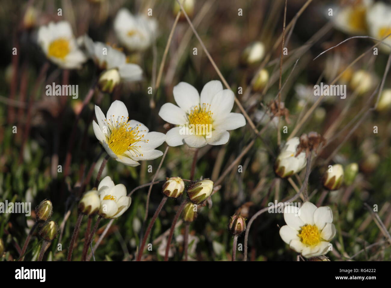 Arctic mountain avens (Dryas integrifolia/octopetala) or alpine dryad plants flowering north of Arviat, Nunavut, Canada Stock Photo