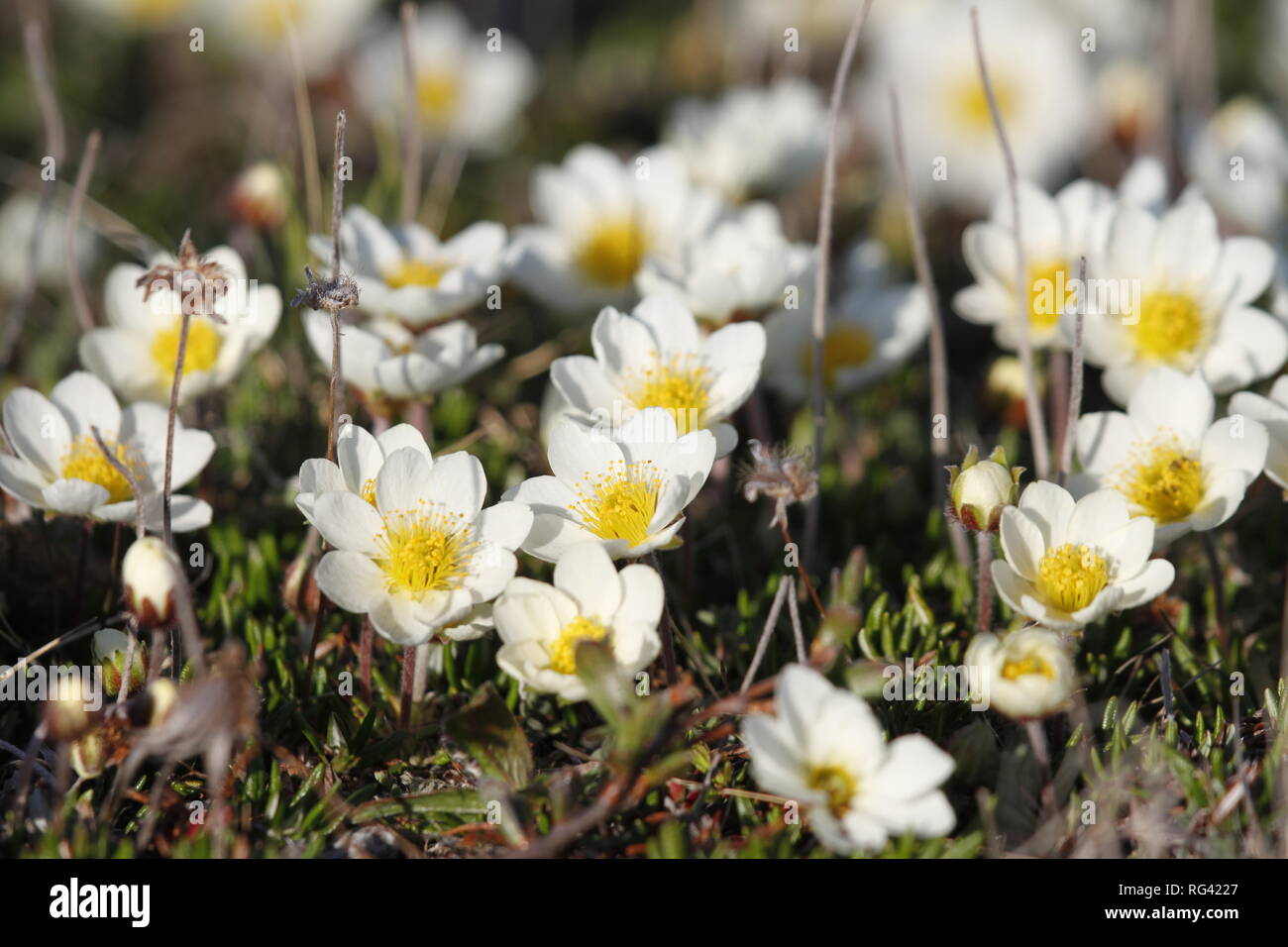 Arctic mountain avens or alpine dryad plants flowering north of Arviat, Nunavut, Canada.  Scientific name Dryas integrifolia/octopetala Stock Photo