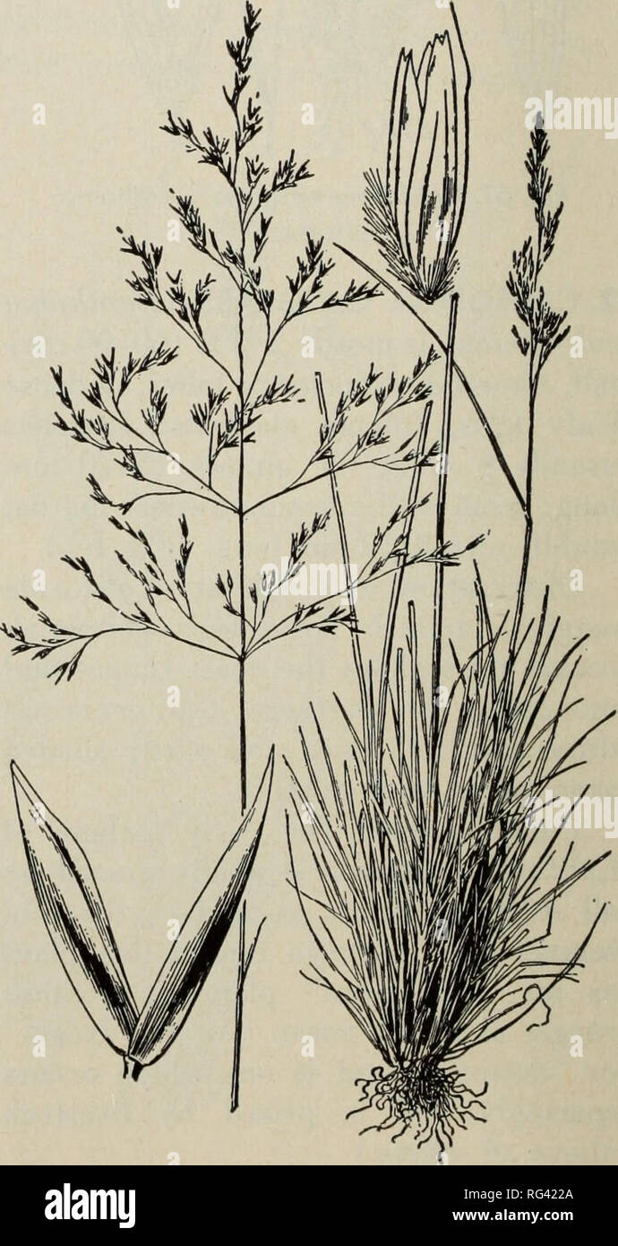 . California grasslands and range forage grasses. Grasses; Forage plants. Fig. 68. Distribution of hairgrasses (Deschampsia spp.) Four hairgrasses are found on Cali- fornia range lands. Of the three species important for forage, two are perennials and one an annual. (Fig. 68.) Key to Species Plants annual, awns bent 3. D. danthonioides Plants perennial; awns nearly straight Panicle open 1. D. caespitosa Panicle narrow, dense 2. D. holciformis 1. TUFTED HAIRGRASS (Deschampsia caespitosa) grows in dense tufts, 1%- S1/^ ft (45-100 cm) tall, with abundant rather stiff foliage; panicle pyramidal, t Stock Photo