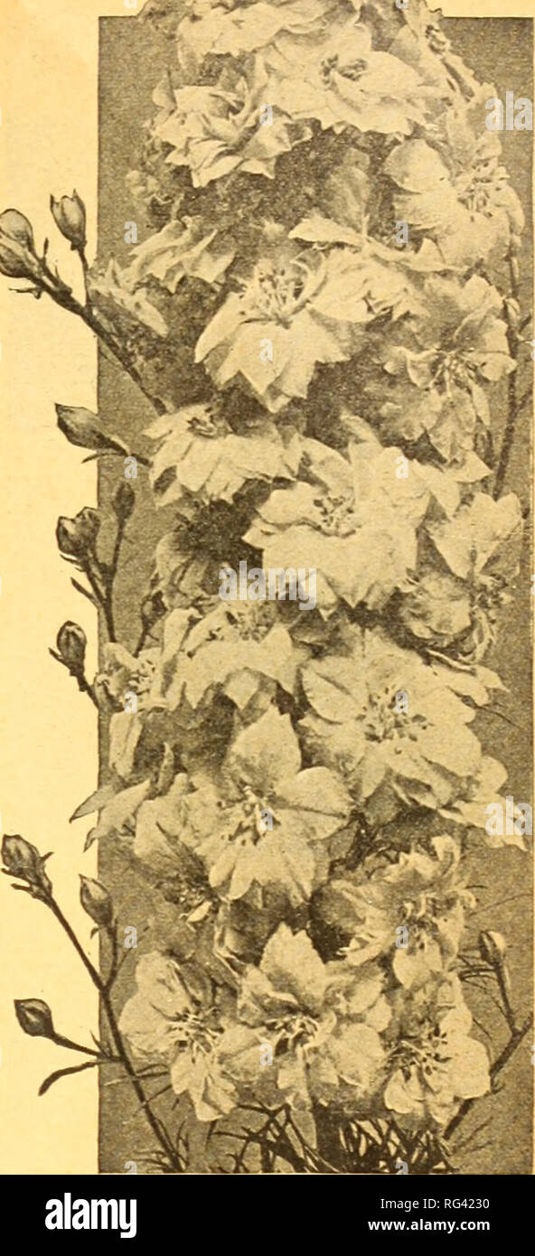 . California gardening. Nurseries (Horticulture) Catalogs; Flowers Seeds Catalogs; Plants, Ornamental Catalogs; Vegetables Seeds Catalogs; Fruit trees Catalogs; Trees Catalogs; Grasses Seeds Catalogs. IMPATIENS JACOBOEA Im-pay'-shi-ens Fr. Impatiens Ger. Jelangerjelieber 3196 Sultani (Sultan's Balsam). Charming free flowering perennials for beddins in semi-shade ur for pot cultuie. The wavy, bright ro!:y scarlet flowers are produced continuously. Sow in pans or boxes and transplant. Packet 20c. 3195 Holstii Hybrids. Colors vary from pink to lilac and ruby to scarlet. Pkt. 20c. IPOMOEA 3198 Bon Stock Photo