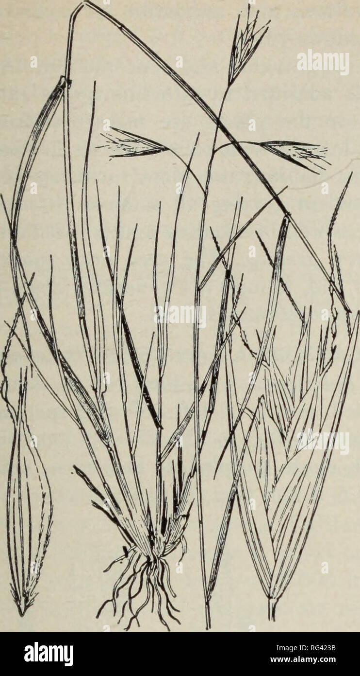 . California grasslands and range forage grasses. Grasses; Forage plants. Fig. 67. California oatgrass (Danthonia californica). 2. CALIFORNIA OATGRASS (Danthonia californica) is mostly 2-3 ft (60-90 cm) tall, sometimes shorter or taller, in dense leafy tufts, foliage glabrous; spikelets usually 3 or 4, the glumes 15-20 mm long; teeth of the lemma awned, the flat middle awn 8-12 mm long. (Fig. 67.) Distribution and habitat: California oatgrass, a fairly large, leafy perennial, occurs throughout the coast ranges and mountains of northern California. It thrives in both open and partly shaded gras Stock Photo
