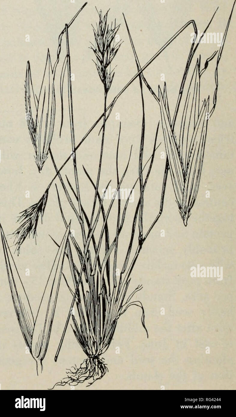 . California grasslands and range forage grasses. Grasses; Forage plants. Fig. 65. Distribution of oatgrasses (Danthonia spp.). creased elevation. Seeds are large and need trampling into the ground to assure good germination. Key to Species Spikelet usually solitary or with 1 or 2 reduced spikelets borne below it 4. D. unispicata Spikelets few to several in an open or narrow panicle Awns of teeth and dorsal awn of lemma much longer than the body of the floret 5. D. pilosa Awns of teeth and dorsal awn of lemma shorter than the body of the floret Panicle narrow, the pedicels oppressed; spikelets Stock Photo