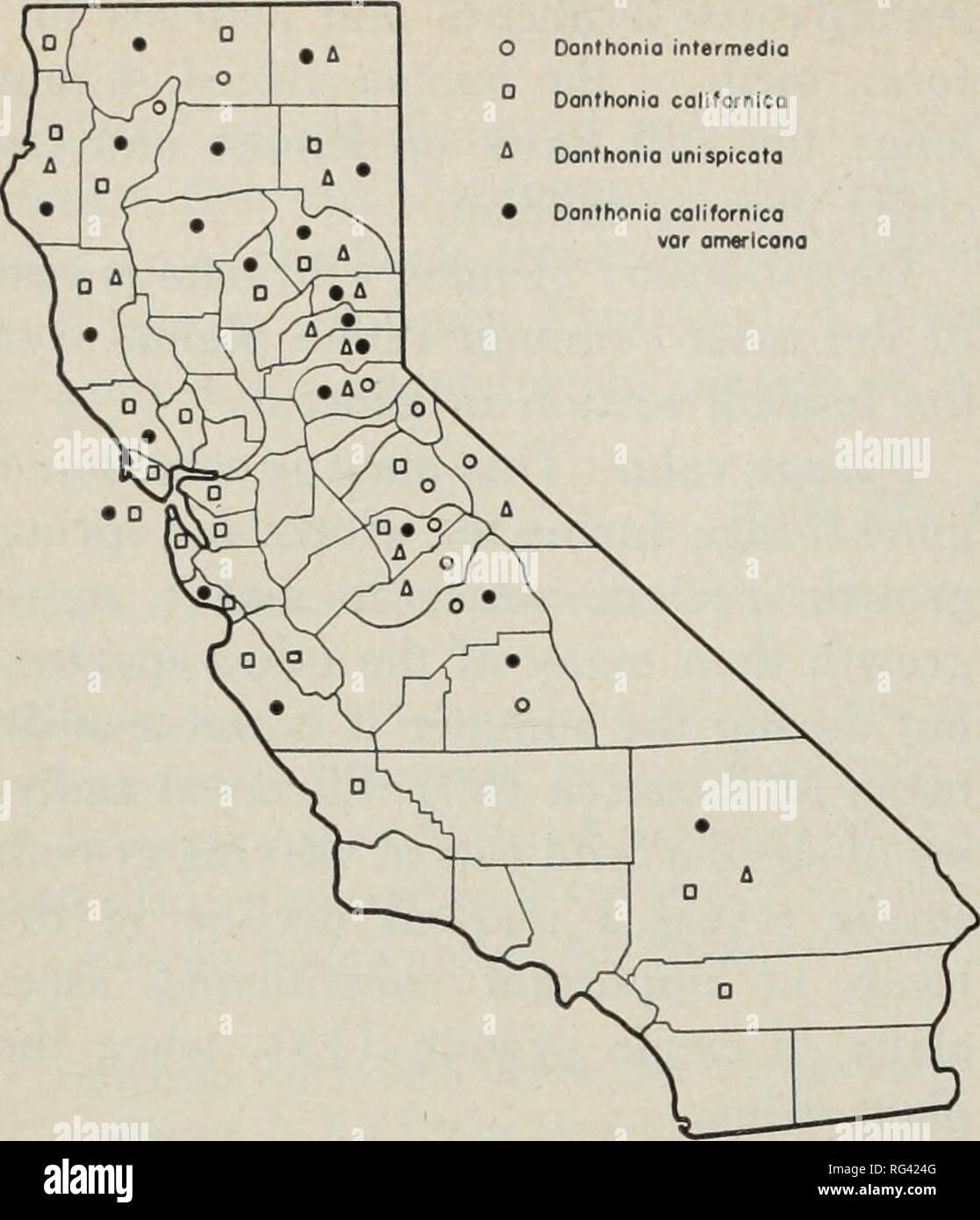 . California grasslands and range forage grasses. Grasses; Forage plants. Donthonio intermedia Donthonia colifornica Donthonio unispicata Donthonio californieo. Fig. 65. Distribution of oatgrasses (Danthonia spp.). creased elevation. Seeds are large and need trampling into the ground to assure good germination. Key to Species Spikelet usually solitary or with 1 or 2 reduced spikelets borne below it 4. D. unispicata Spikelets few to several in an open or narrow panicle Awns of teeth and dorsal awn of lemma much longer than the body of the floret 5. D. pilosa Awns of teeth and dorsal awn of lemm Stock Photo