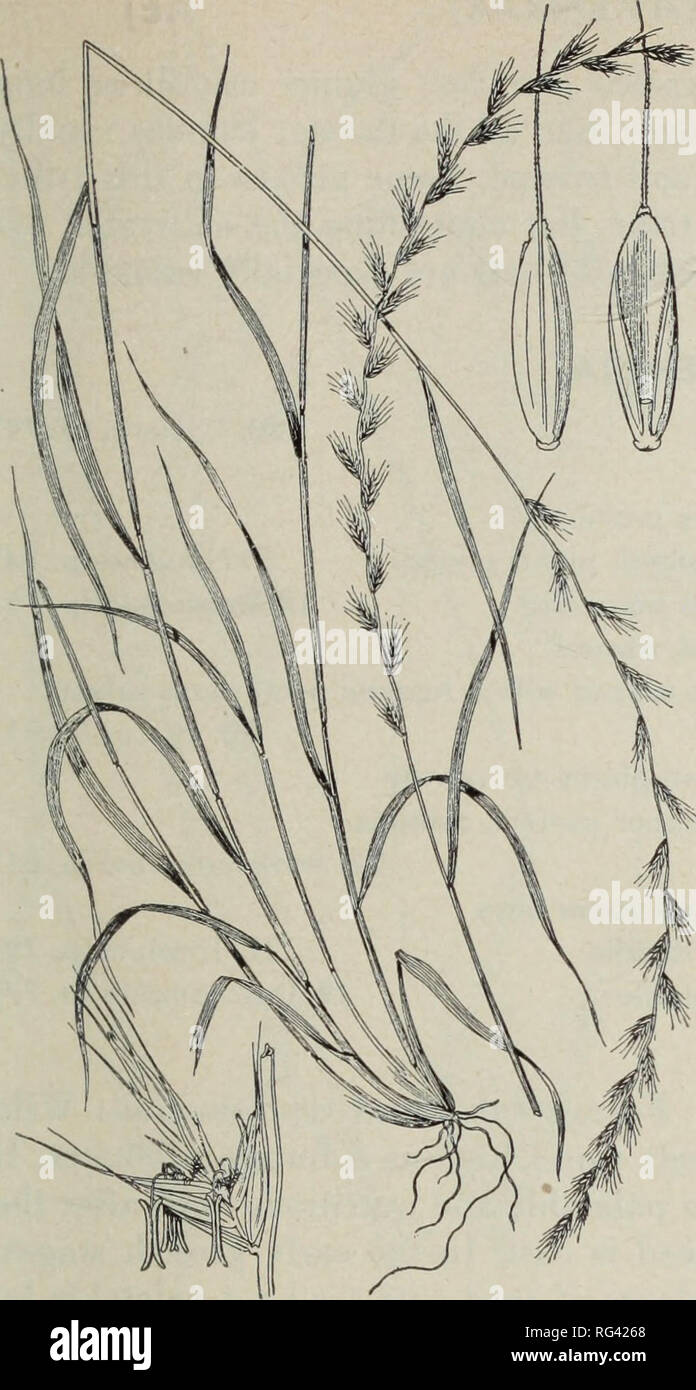 . California grasslands and range forage grasses. Grasses; Forage plants. Fig. 62. Italian ryegrass (Lolium multiflorum). The auricles at base of blades commonly obsolete on most or all leaves of each plant. Italian ryegrass is the more valuable species because of its much greater abun- dance. Both are highly palatable to live- stock. They start growth early in the sea- son and contribute appreciably to the forage crop on the foothill ranges. Al- though best adapted to fertile, deep soils with abundant moisture, they are com- monly used for reseeding burned or cleared brush ranges of the coast Stock Photo
