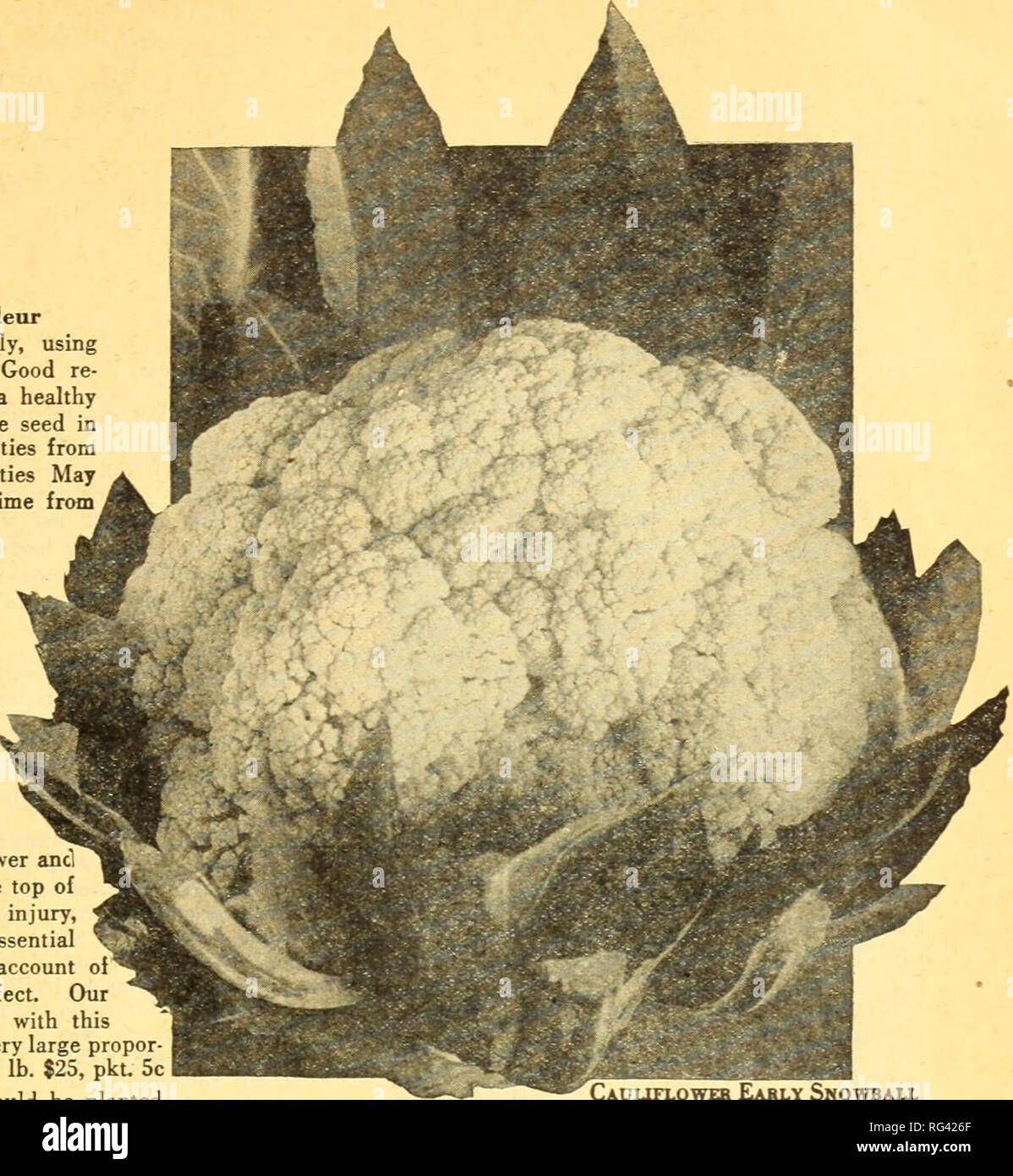 . California gardening. Nurseries (Horticulture) Catalogs; Flowers Seeds Catalogs; Plants, Ornamental Catalogs; Vegetables Seeds Catalogs; Fruit trees Catalogs; Trees Catalogs; Grasses Seeds Catalogs; Gardening Equipment and supplies Catalogs. SEEDS California s Best CAULIFLOWER Note—Prices listed art postpaid. Coliflor Blumenkohl Chou-fleur Culture: Prepare the seed-bed carefully, using only rich and thoroughly pulverized soil. Good re- sults are obtained by keeping the plant in a healthy and rapidly growing condition. Broadcast the seed in the seed-bed prepared, sowing the early varieties fr Stock Photo