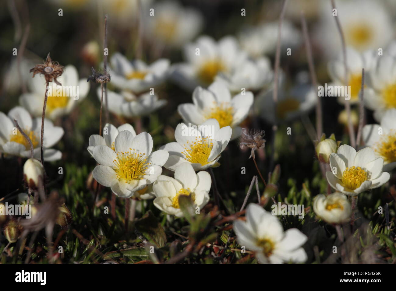 Arctic mountain avens or alpine dryad, forming a large colony of plants on the arctic tundra that are round-hugging and thrive in the cold Stock Photo