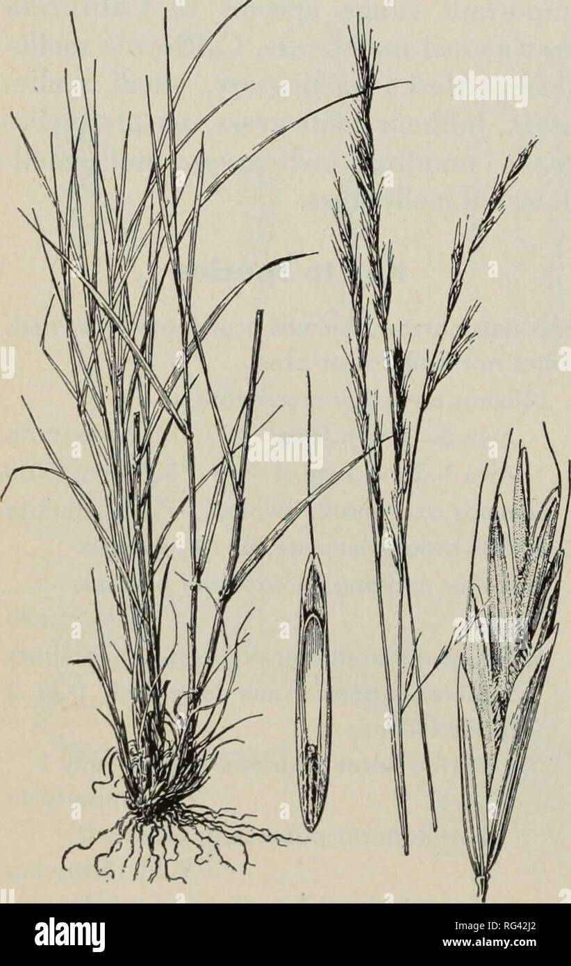 . California grasslands and range forage grasses. Grasses; Forage plants. Culms bulblike or swollen at base Culms 8-16 in (20-40 cm) tall, rarely taller, in loose tufts with few to sev- eral bulblike bases attached; panicle branches spreading 6. M. fugax Culms taller, the &quot;bulbs&quot; less swollen, less prominent; panicle narrow, the branches oppressed 5. M. bulbosa Culms not bulblike at base, but slightly swollen 4. M. californica l.AWNED MELICGRASS (Melica aris- tata) is densely tufted, the slender culms 2-314 ft (60-100 cm) tall, leafy; panicles narrow; spikelets narrow; lemmas with a  Stock Photo