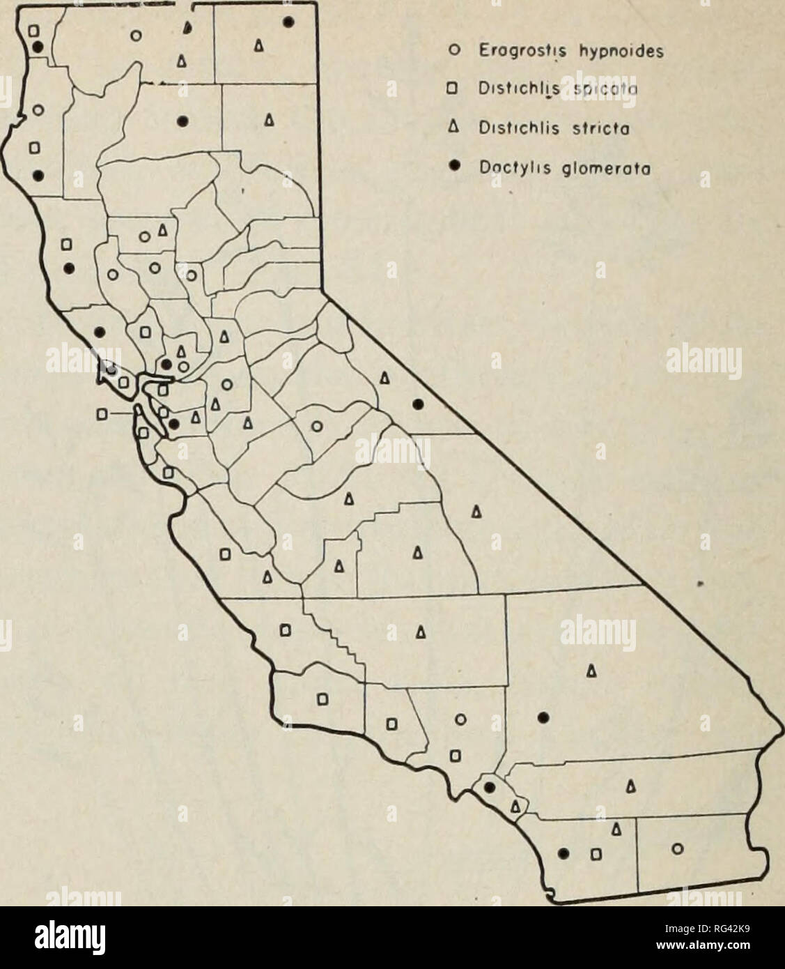 . California grasslands and range forage grasses. Grasses; Forage plants. Fig. 36. Desert saltgrass (Distichlis stricta). Fig. 37. Distribution of creeping lovegrass (Eragrostis hypnoides), saltgrasses (Distichlis spp.), and orchardgrass (Dactylis glomerata). closely. They also graze the foliage when other sources of forage have dried or matured. 2. SALTGRASS (Distichlis spicata) is 10 to 30, sometimes 40, cm tall, mostly some- what stouter than desert saltgrass; pan- icle pale or greenish. The forage value of saltgrass is similar to that of desert saltgrass. 5. MELICGRASSES (MEUCA) Melicgrass Stock Photo