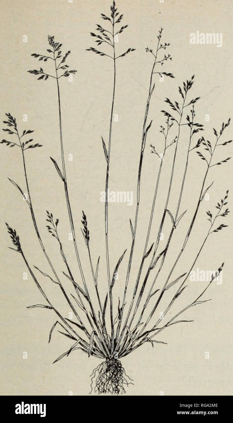 . California grasslands and range forage grasses. Grasses; Forage plants. Fig. 35. Annual bluegrass (Poa annua). meadows it commonly occurs in associa- tion with big sagebrush. Forage value and reproduction: Ne- vada bluegrass is leafier, stays green longer, and is more palatable than pine bluegrass but is not so widely distributed. Palatabiiity is lowered at maturity, when the stalks and leaves become slightly tough. Seed habits are good, a large amount of seed of fair viability maturing from July to September. When deferred grazing is practiced, stands of Nevada seed and reproduce satisfacto Stock Photo