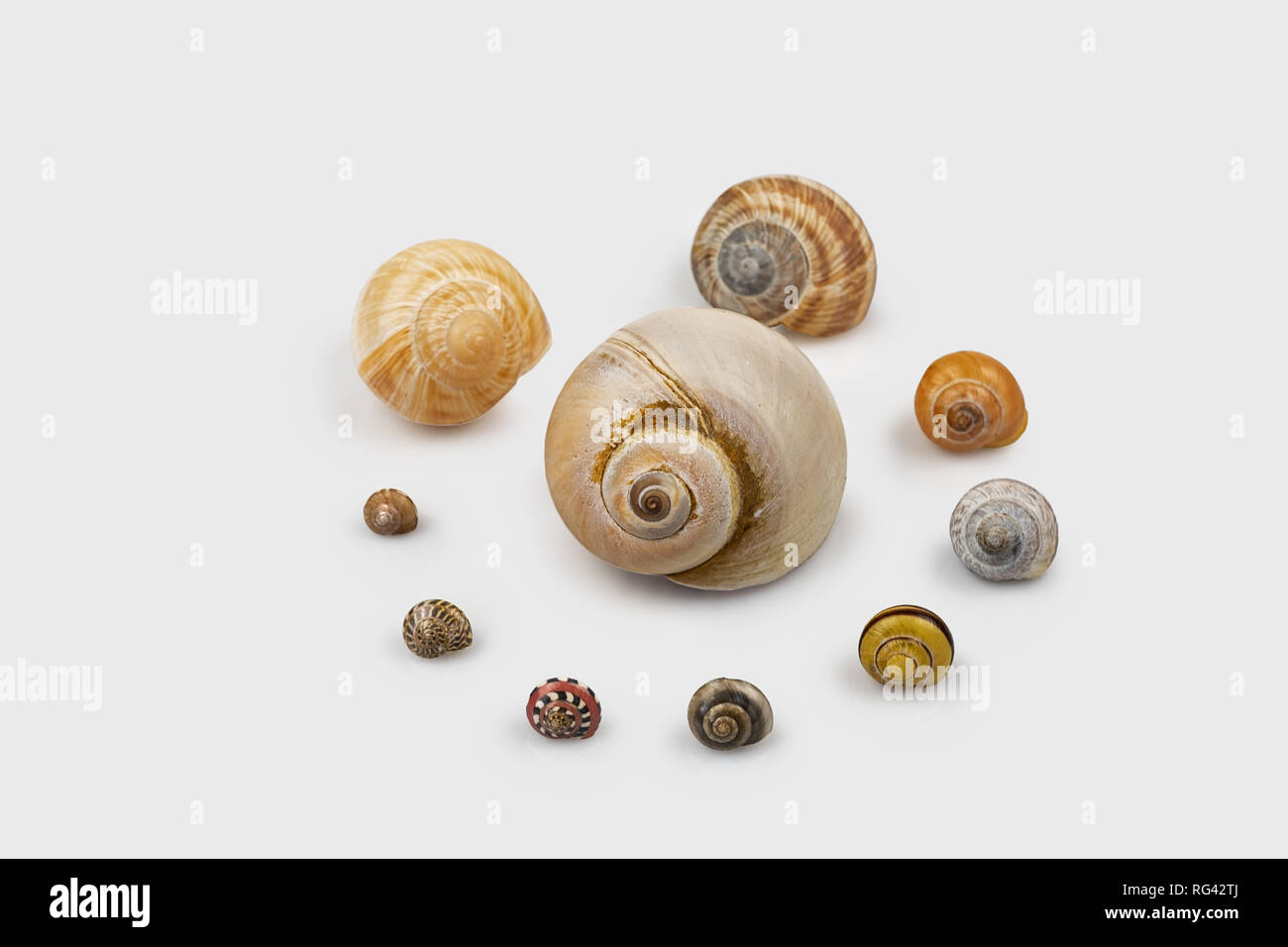 colorful big to small snail shells on white background Stock Photo