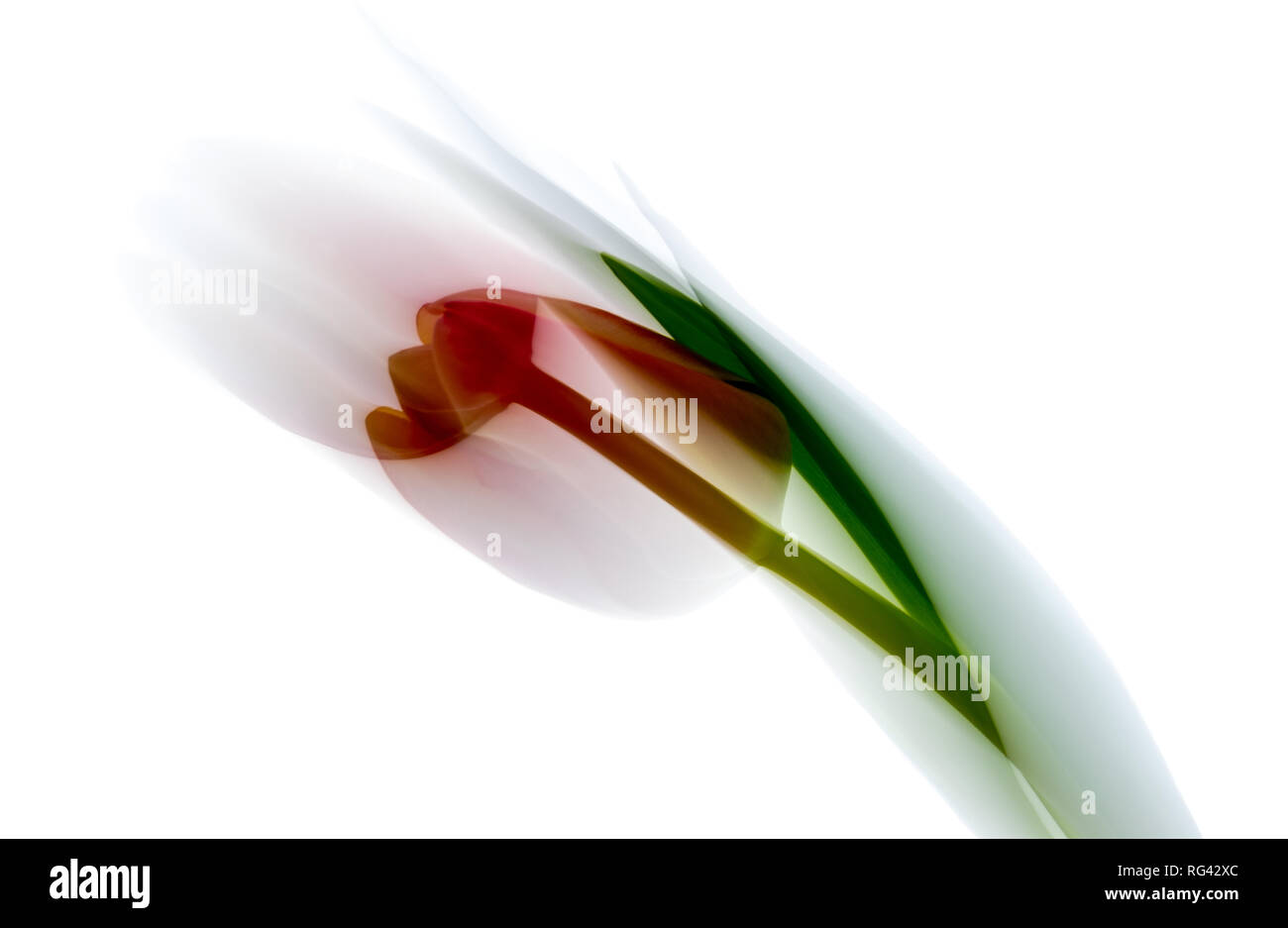 red yellow tulips in fron of white background, abstract blurred Stock Photo
