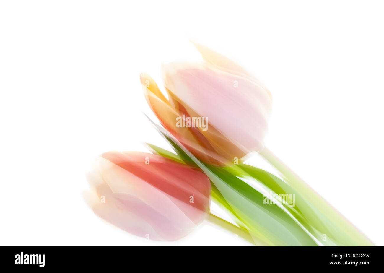 red yellow tulips in fron of white background, abstract blurred Stock Photo