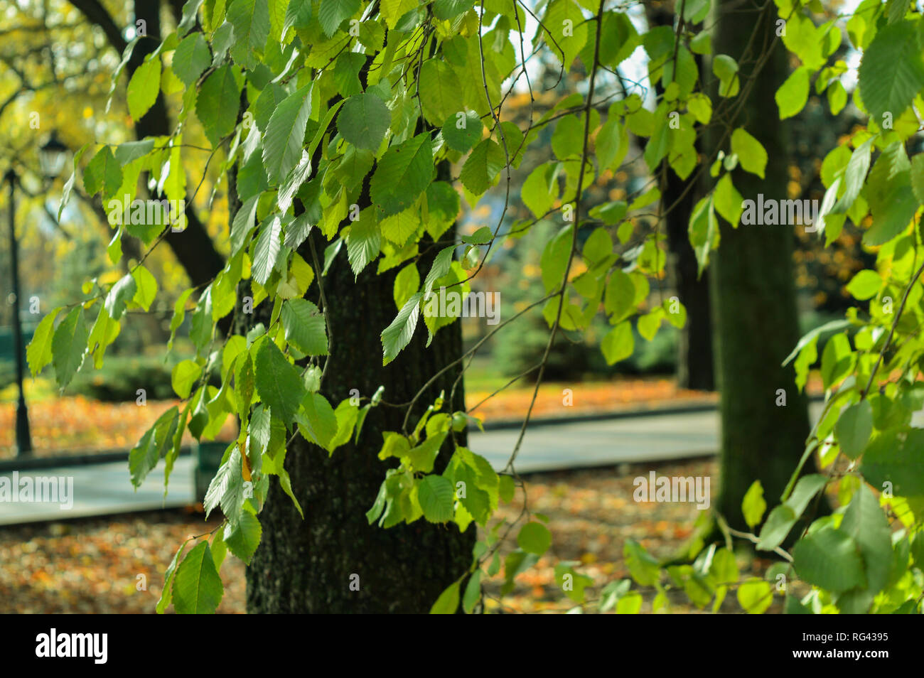 walk in the autumn park Stock Photo