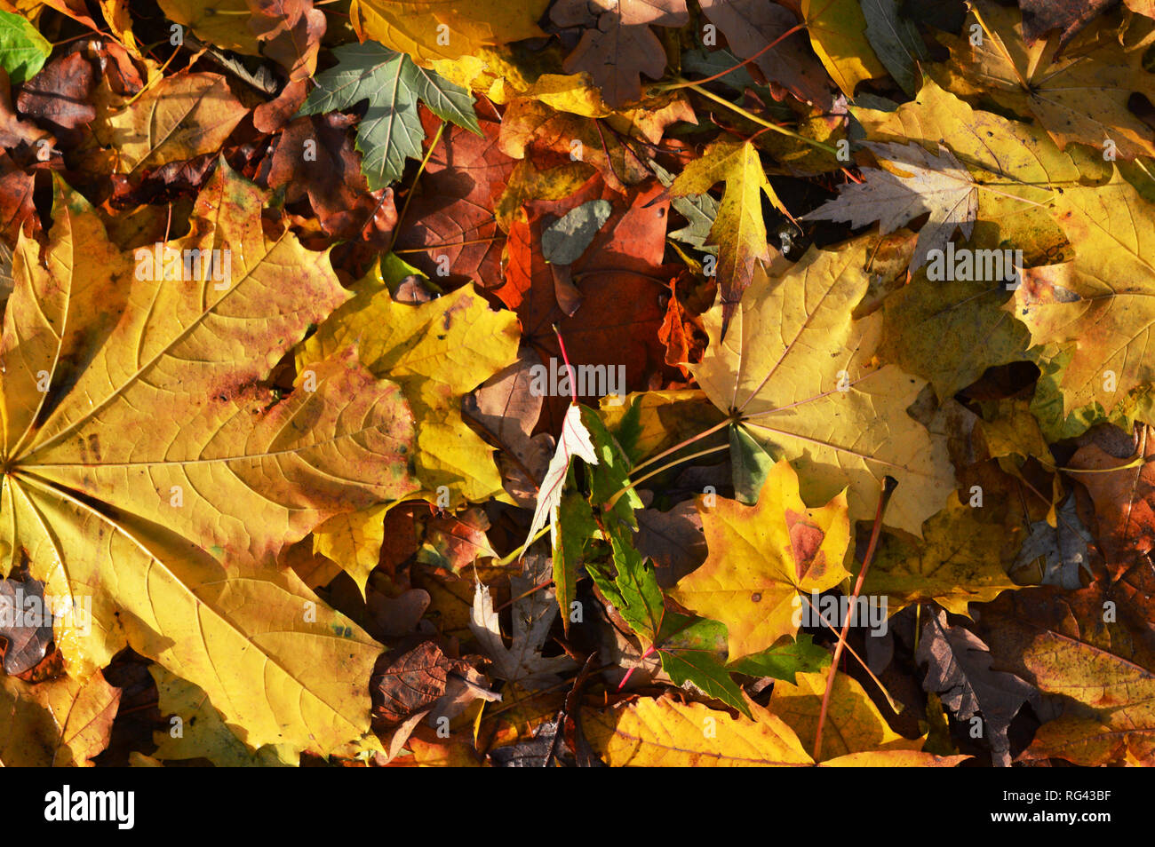 autumn color palette Stock Photo - Alamy