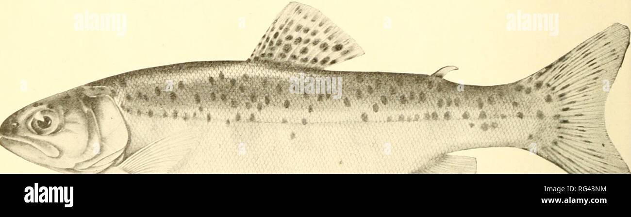 California fish and game. Fisheries -- California; Game and game-birds --  California; Fishes -- California; Animal Population Groups; Pêches; Gibier;  Poissons. RAINBOW TROUT. Specimen showing river coloration ; from McCloud  River,